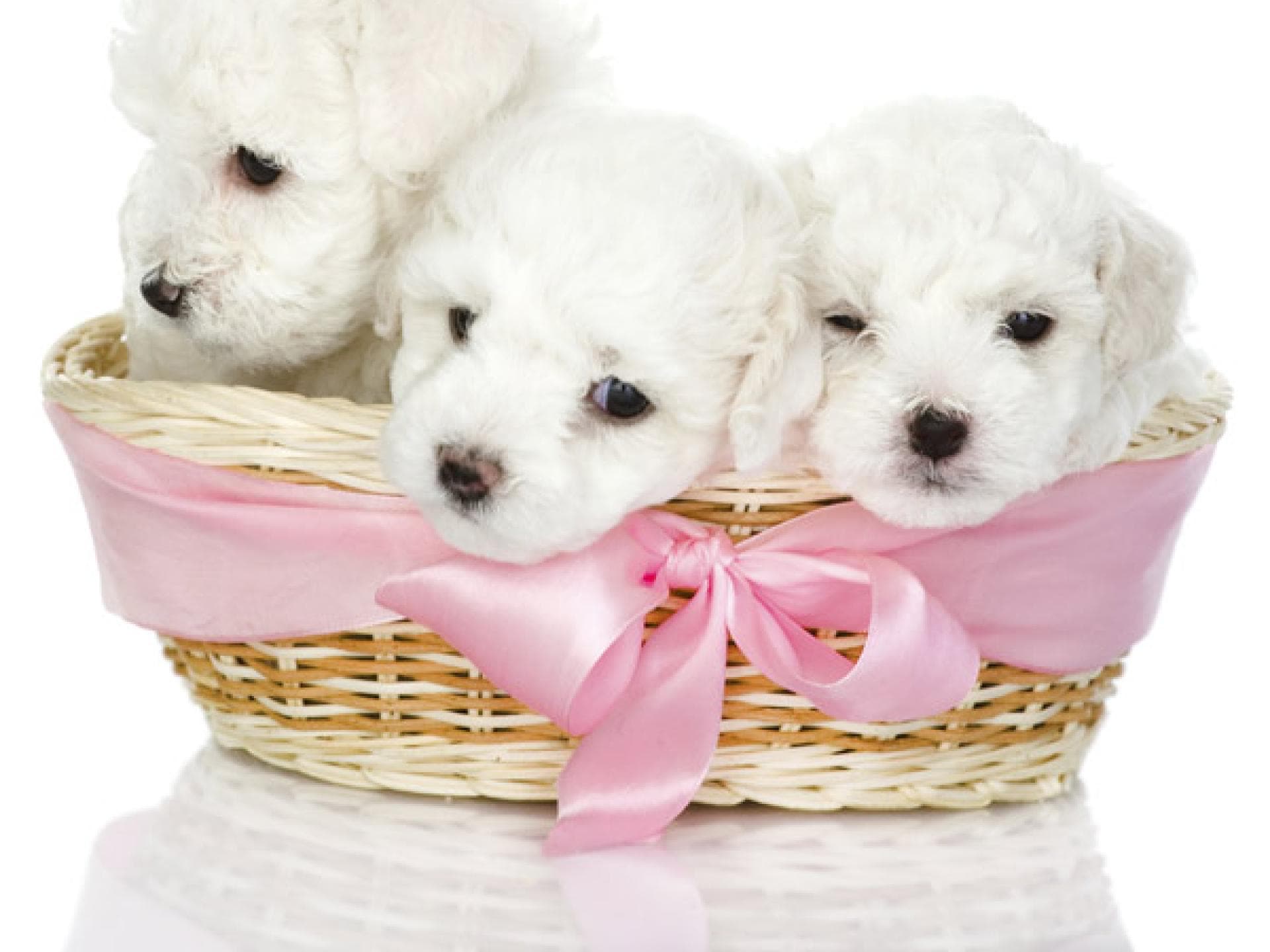 Tier-Fotos: Weiße Welpen