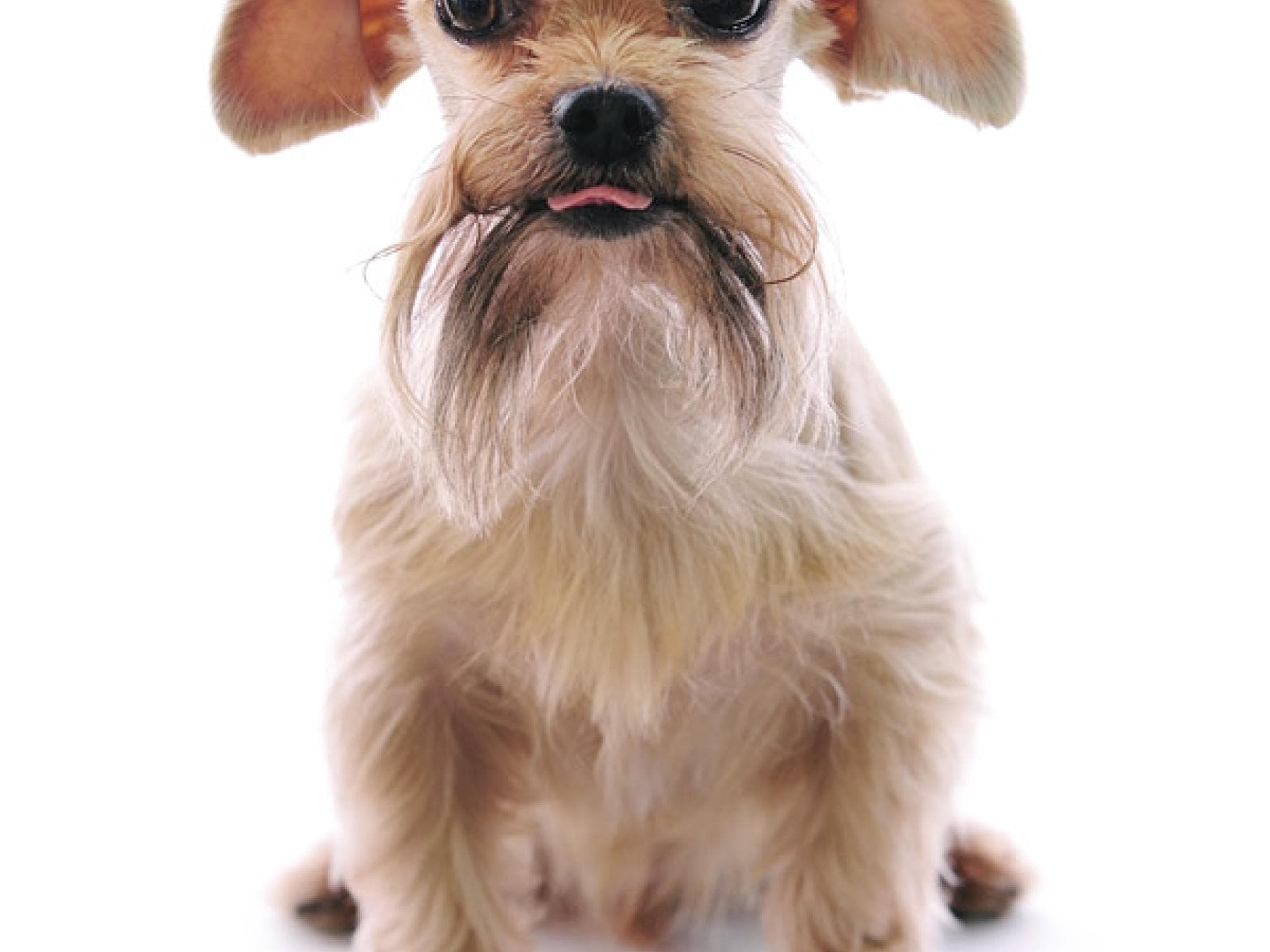 Tier-Fotos: Shih Tzu