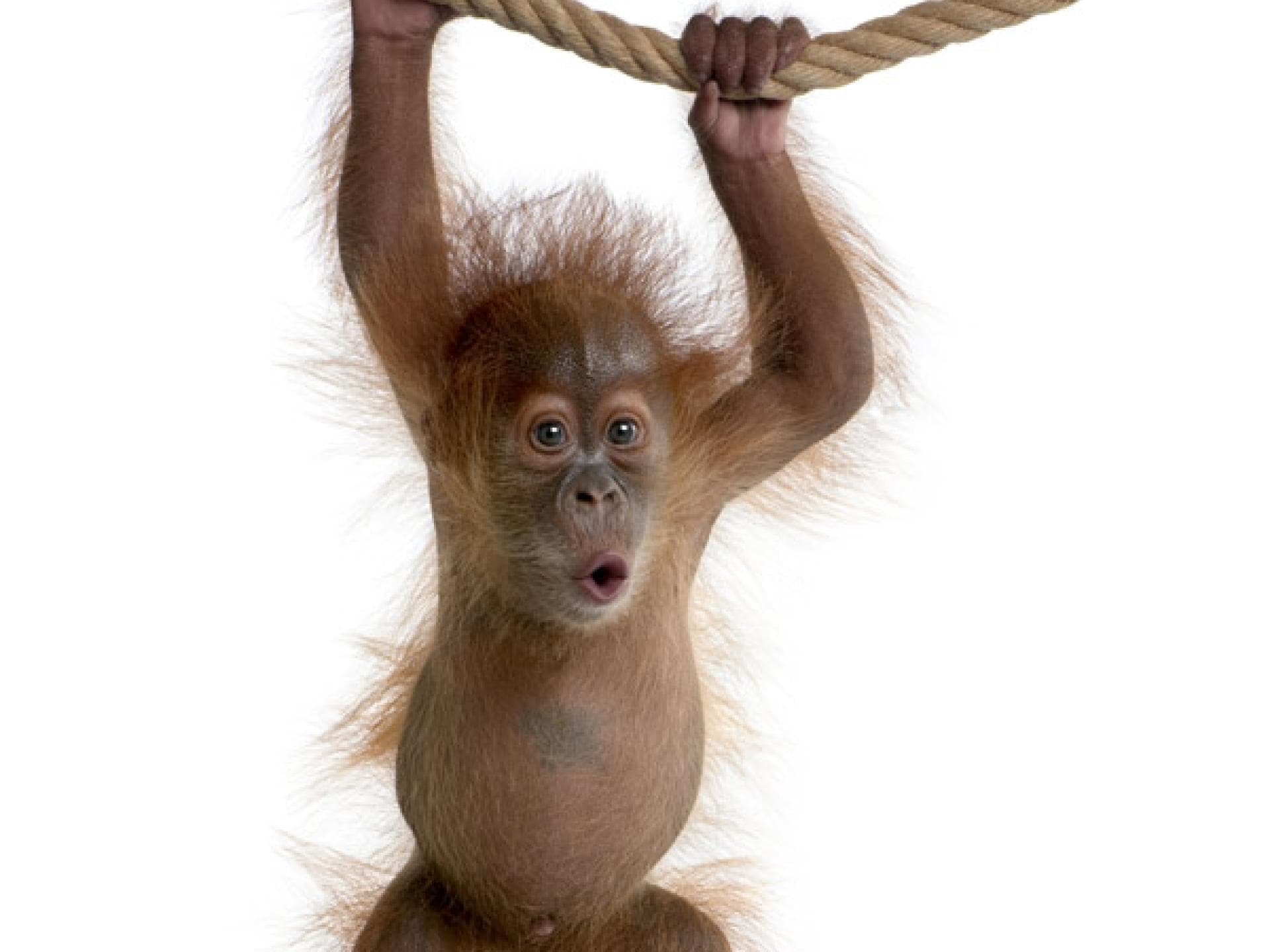 Tier-Fotos: Orangutan-Baby