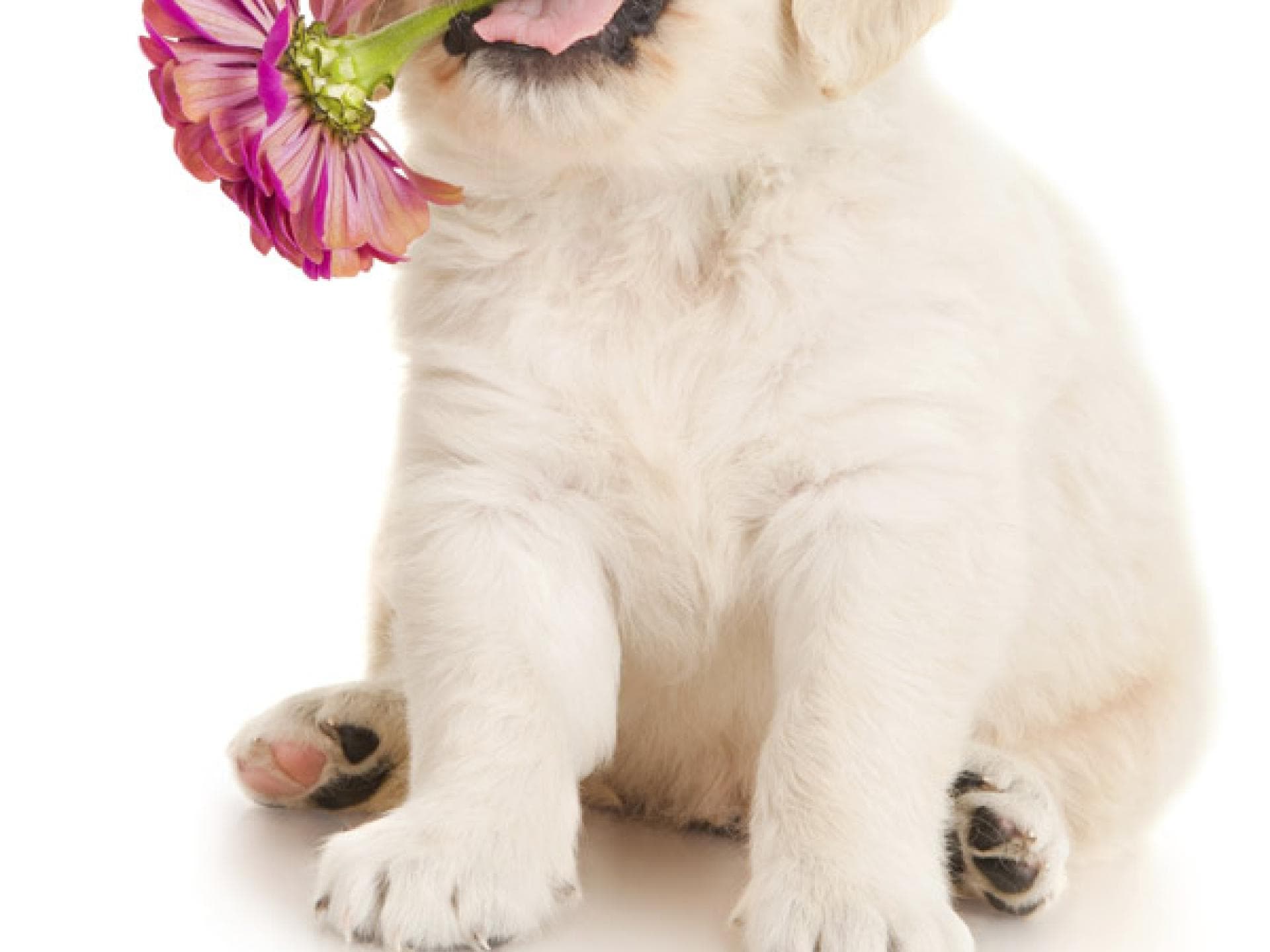 Tier-Fotos: Golden Retriever Welpe