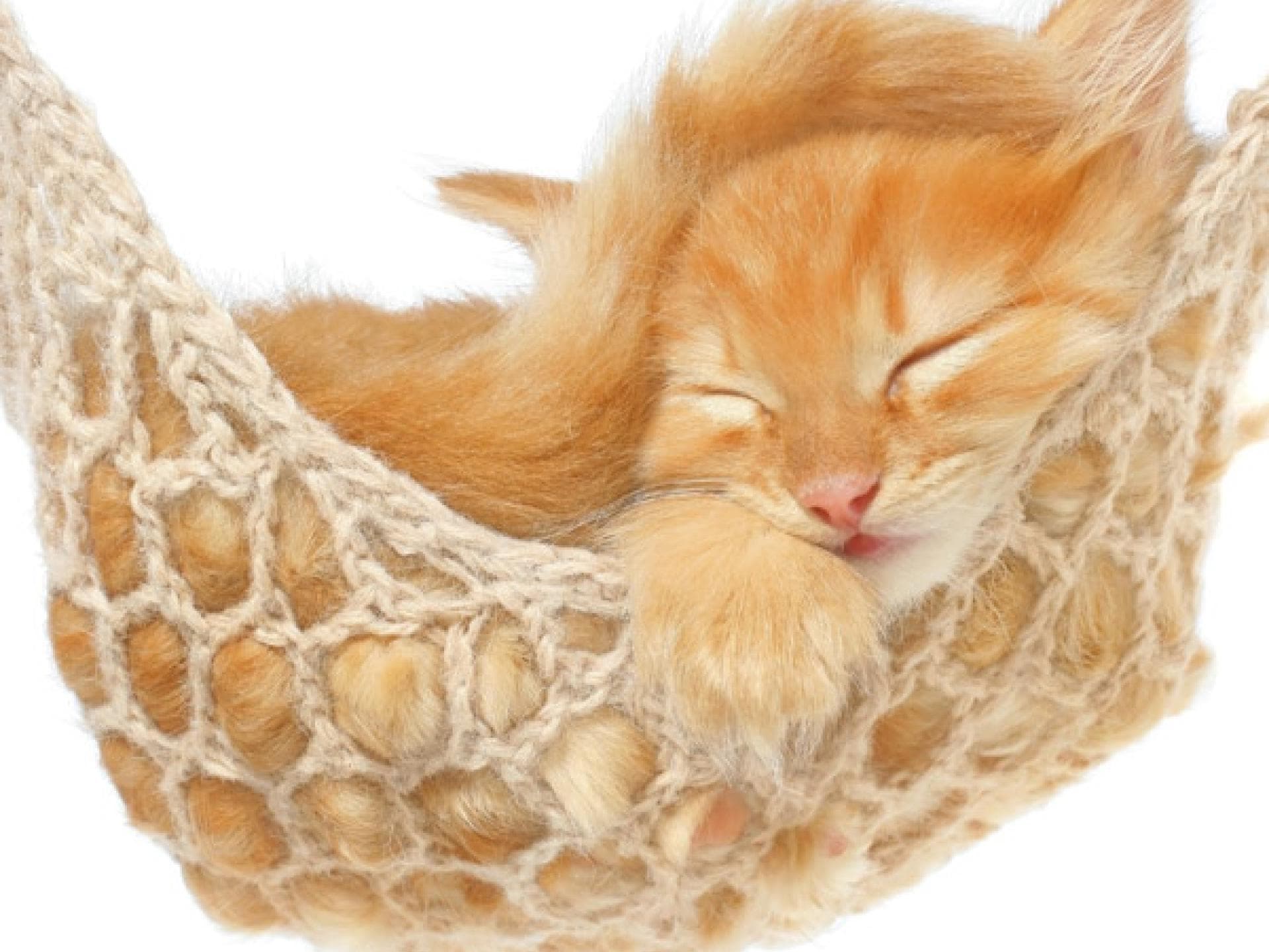 Tier-Fotos: Katzenbaby beim Chillen