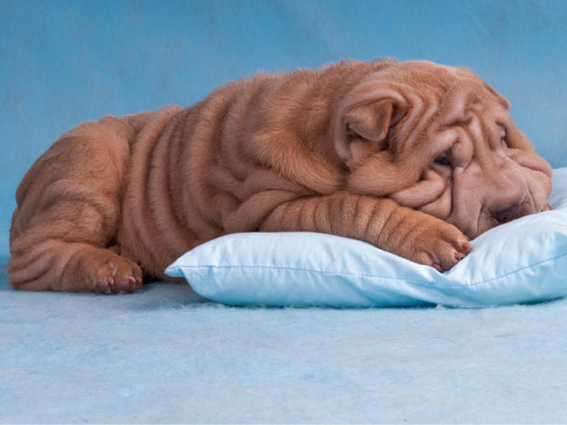 Tier-Fotos: Shar Pei