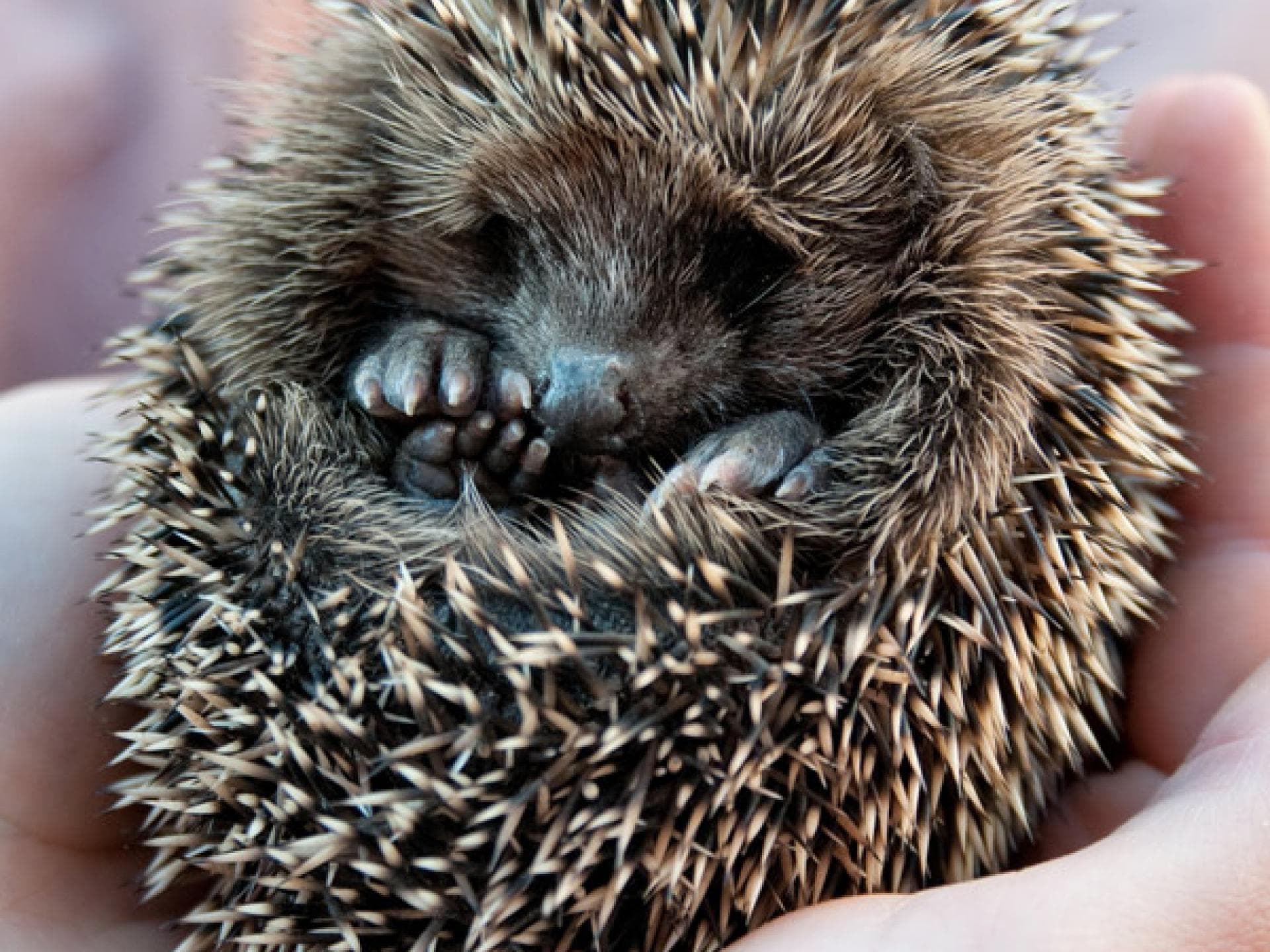 Tier-Fotos: Igel-Baby Tier-Fotos: Igel-Baby