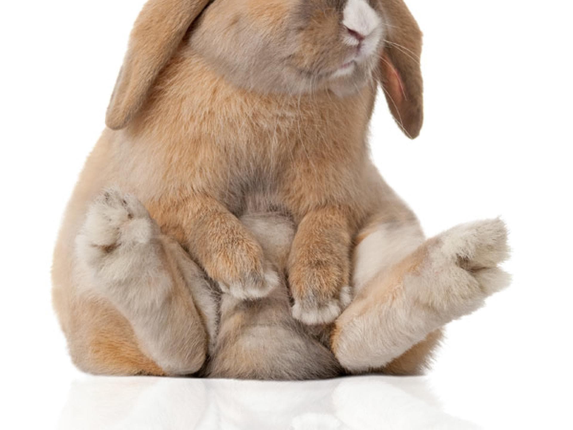 Tier-Fotos: Kaninchen Tier-Fotos: Kaninchen