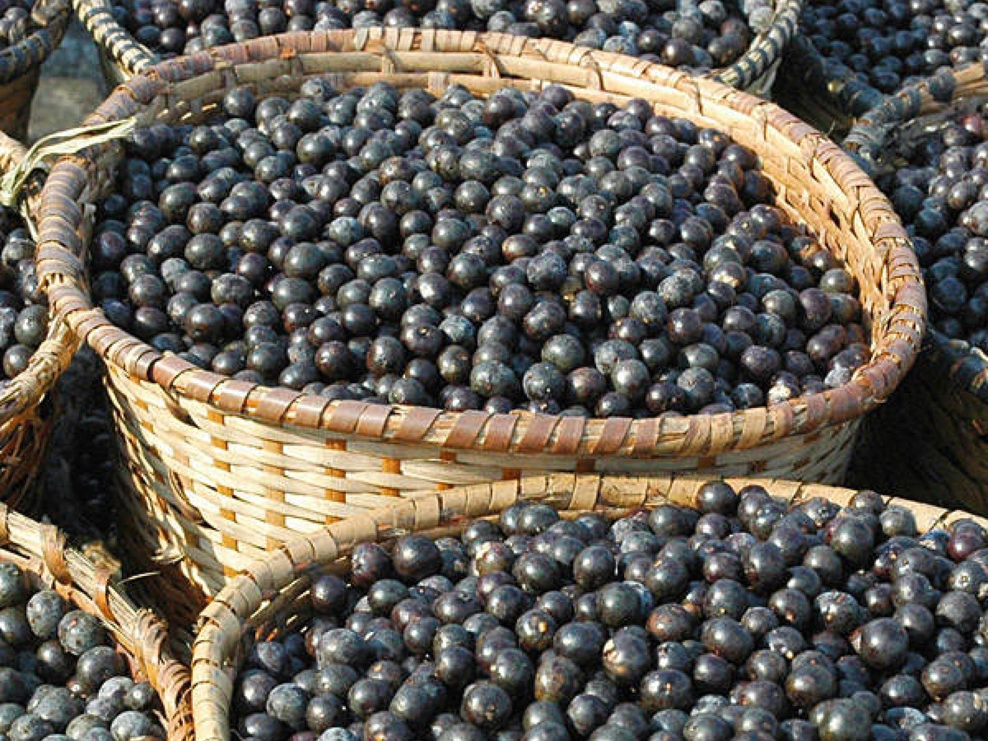 Acai Beeren zum Abnehmen Acai Beeren zum Abnehmen