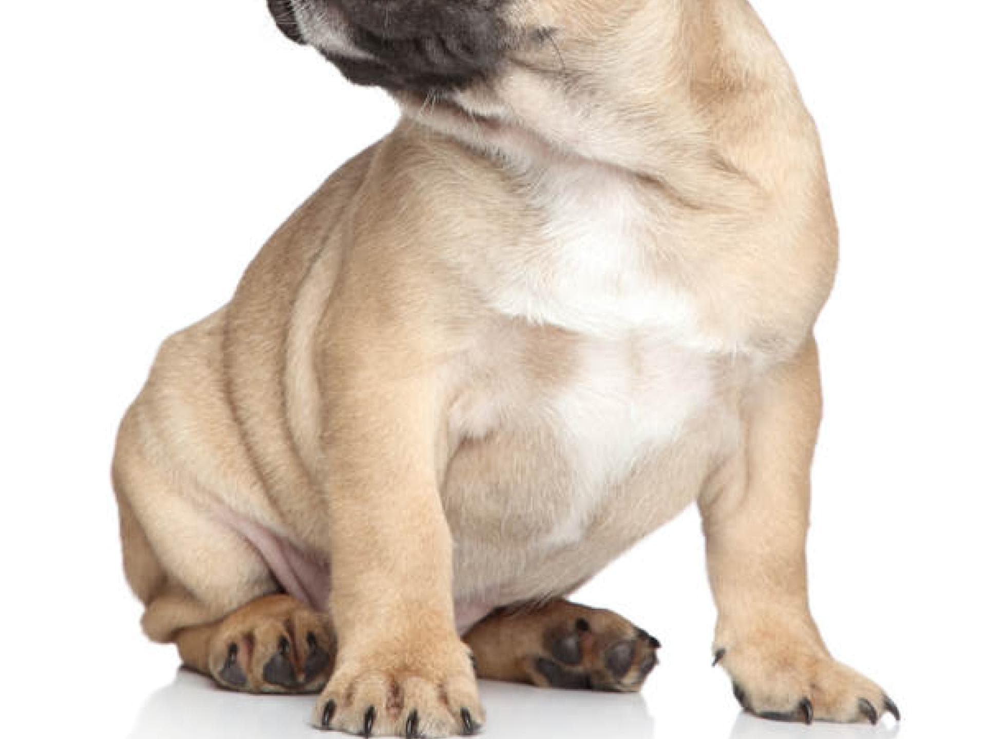 Tagebuch fürs Haustier...