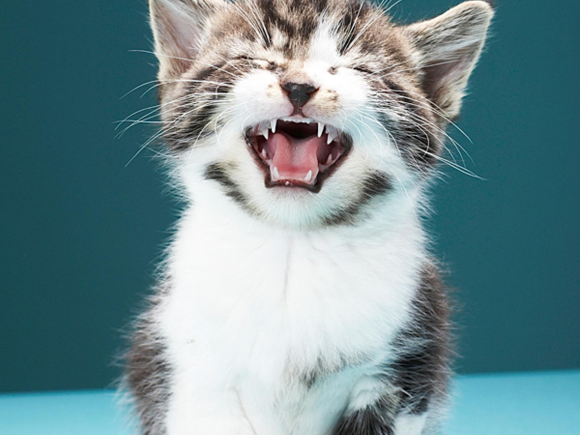 Für ihn dein Haustier weggeben?