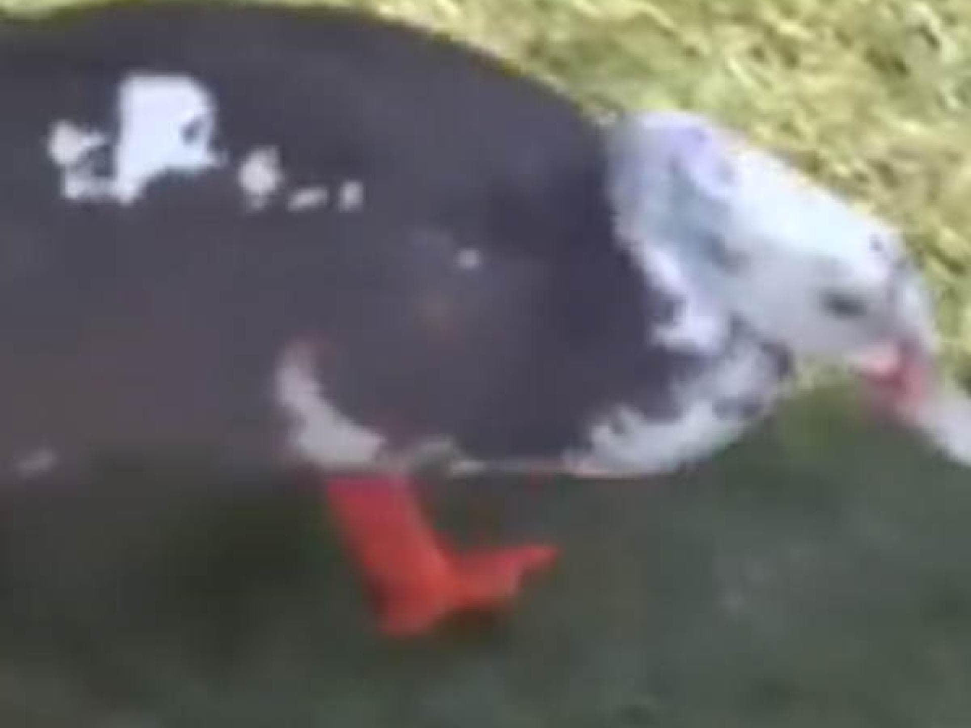 Ente Philip hat Füße aus dem 3D-Drucker Ente Philip hat Füße aus dem 3D-Drucker