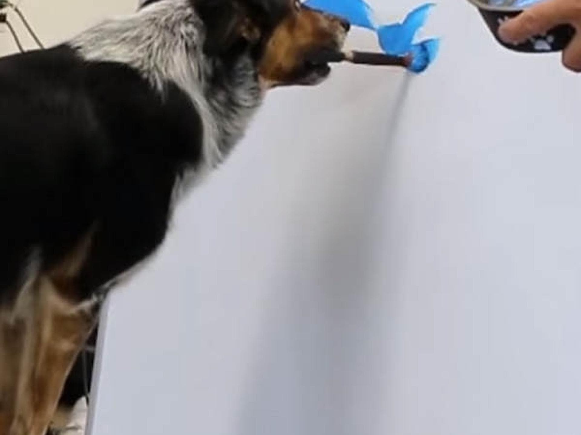 Dieser Hund kann malen