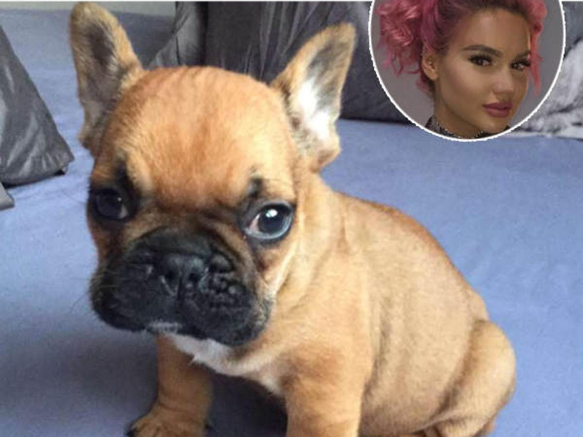 Shirins süßer Hund Shirins süßer Hund