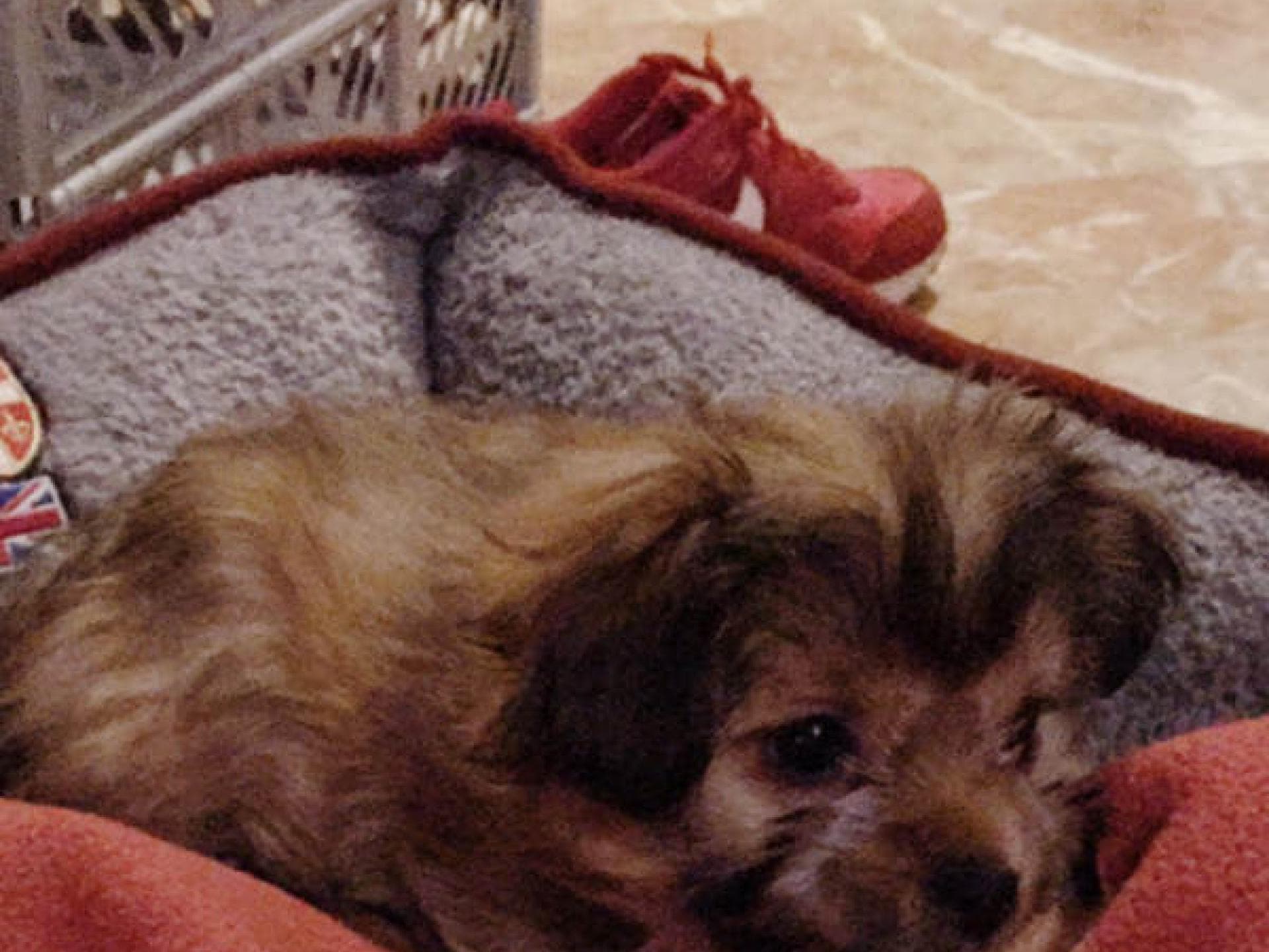 Liont und Katrin haben einen Hund Liont und Katrin haben einen Hund