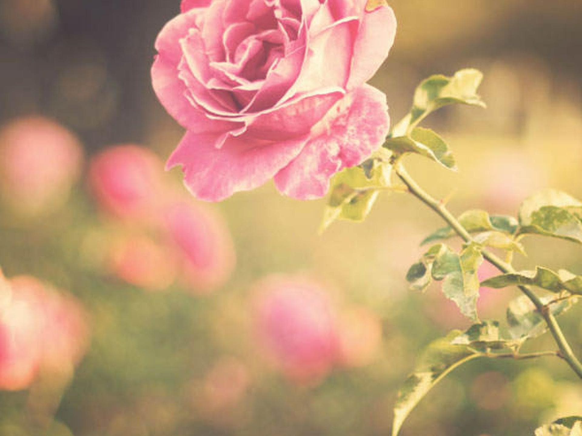 Geburtsblume Juni Geburtsblume Juni