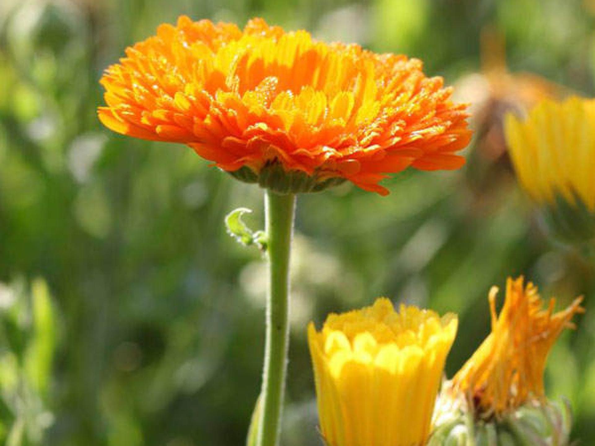 Geburtsblume Oktober Geburtsblume Oktober