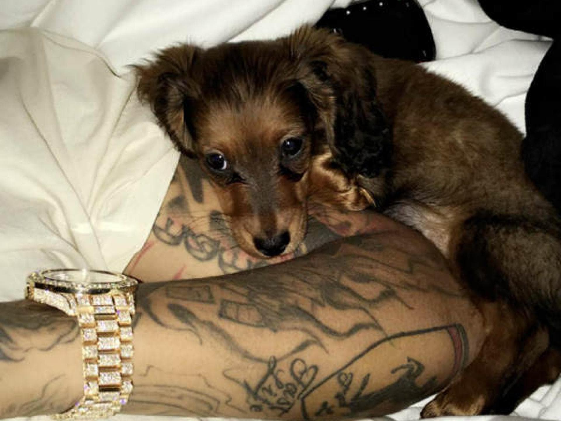 Kylie Jenner hat ein Dackel-Baby Kylie Jenner hat ein Dackel-Baby