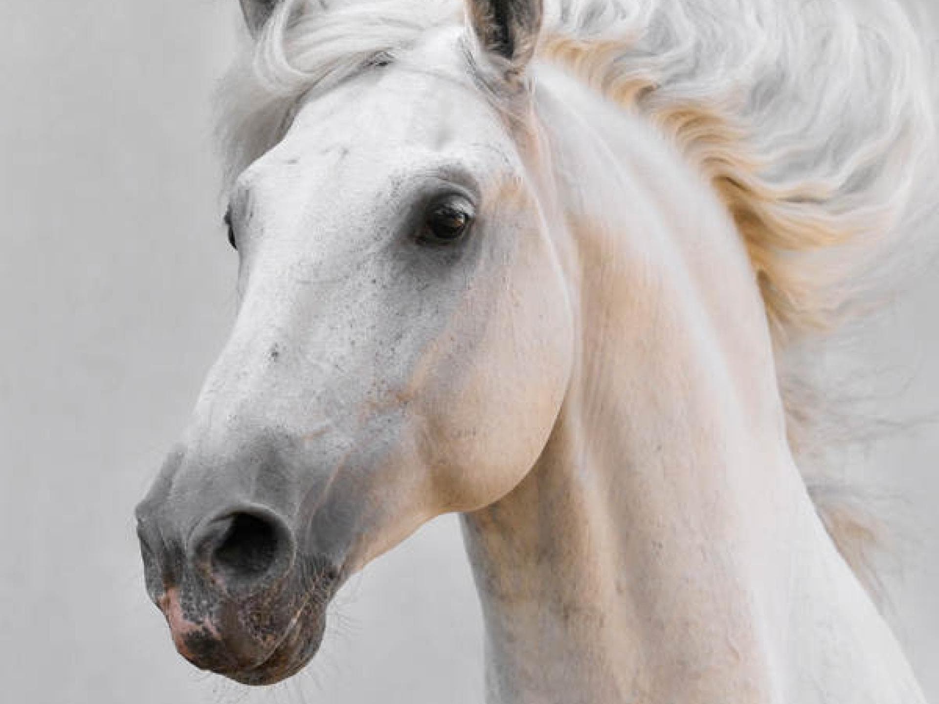 Ein eigenes Pferd Ein eigenes Pferd