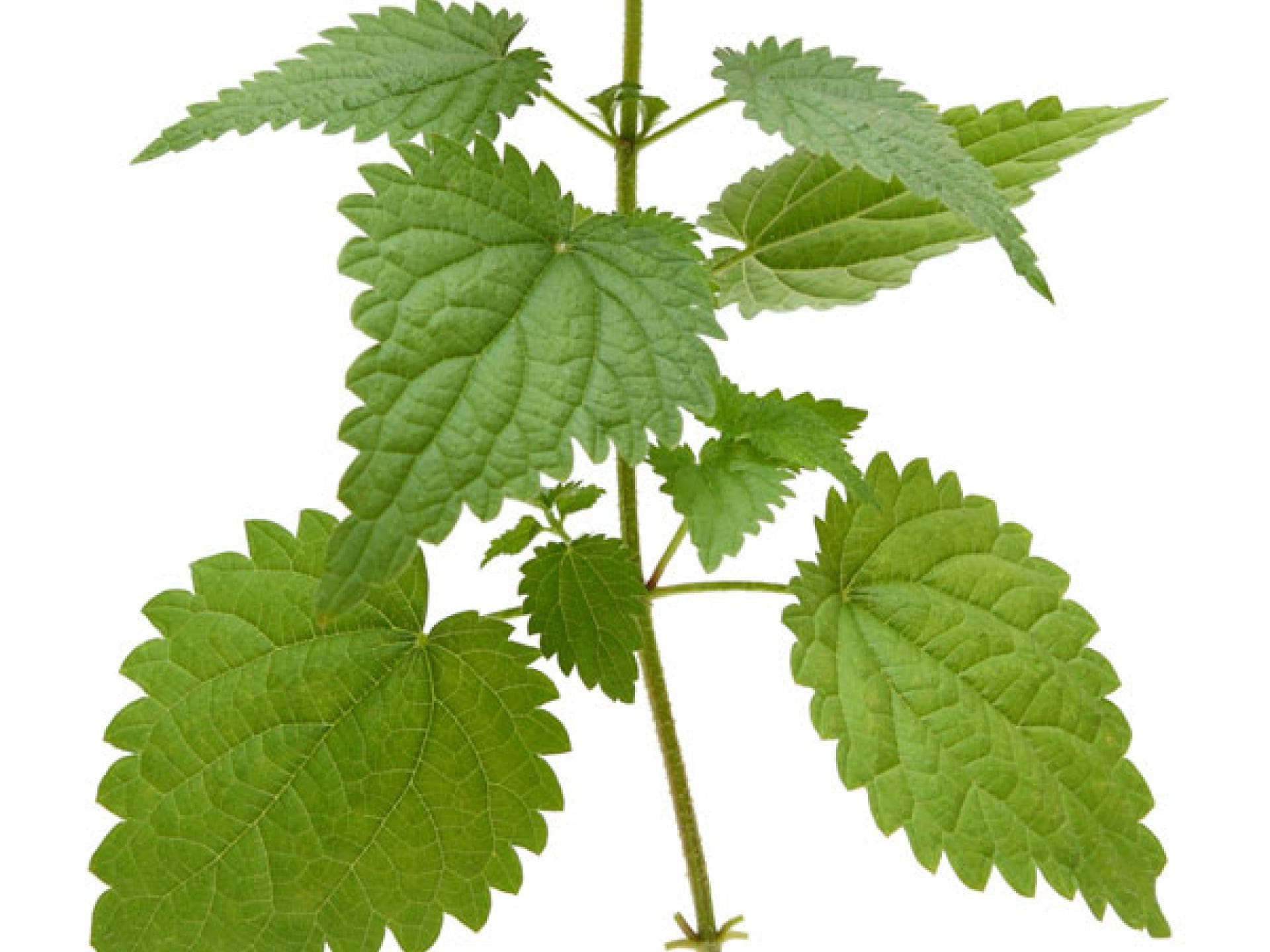 Brennessel Haarkur selber machen