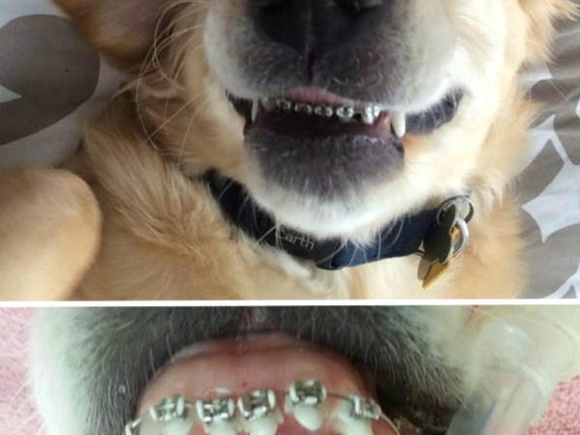 Dieser Hund hat eine Zahnspange