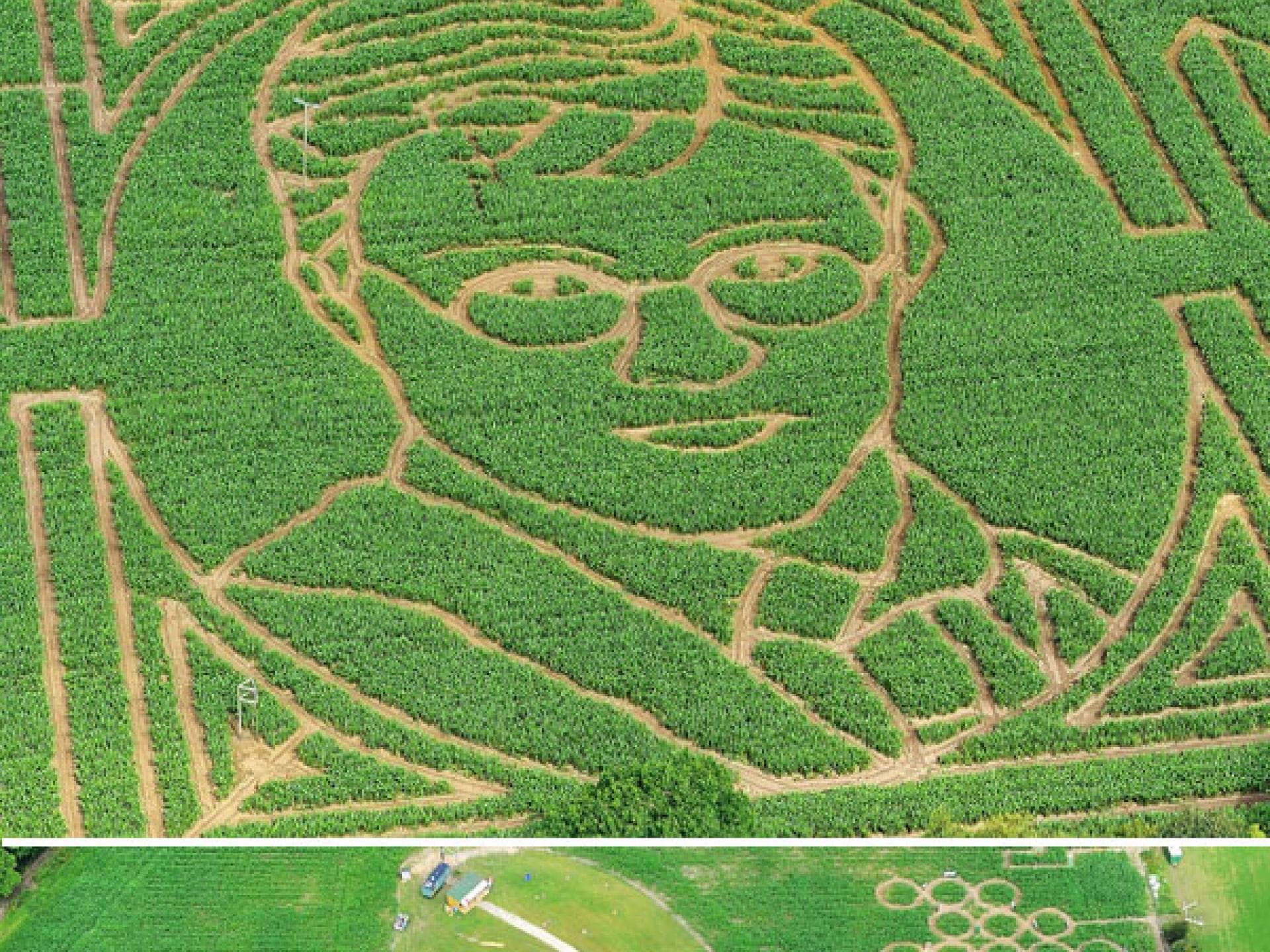 Eine Millionen Maispflanzen