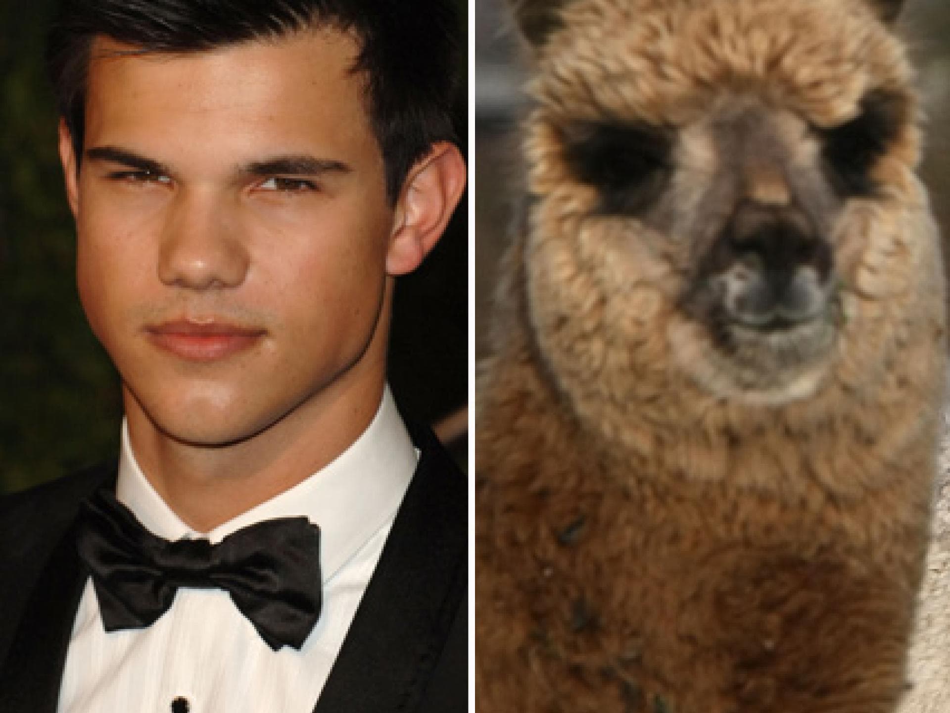 Taylor Lautner & Alpaca Taylor Lautner & Alpaca