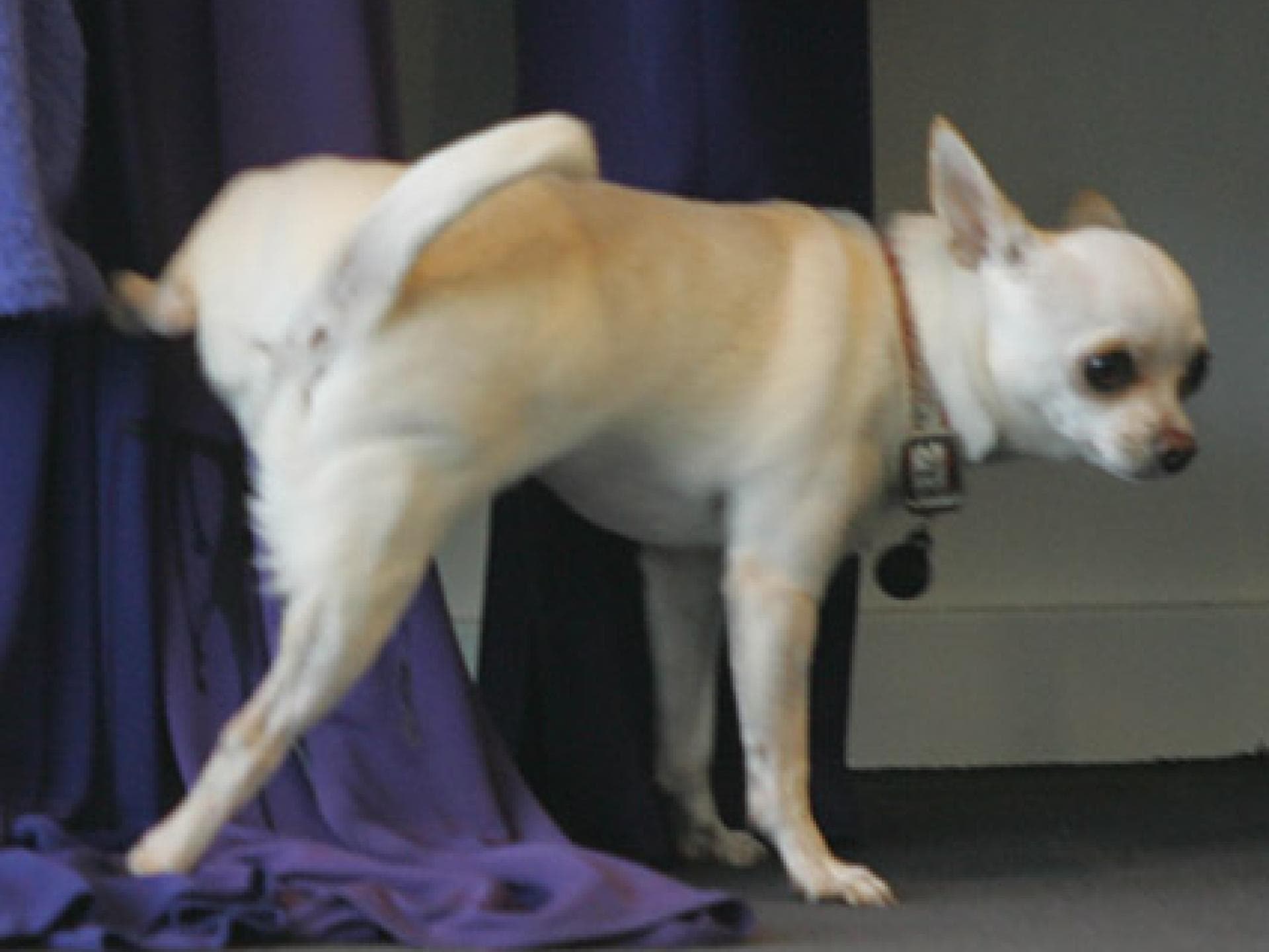 Der Hund von Nicole Richie