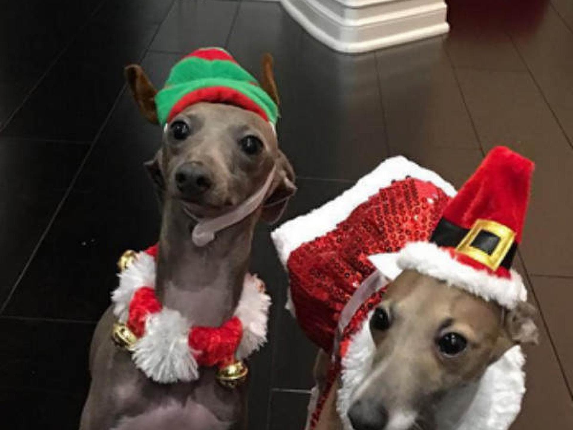 Kylie Jenner: Hunde im Weihnachts-Look