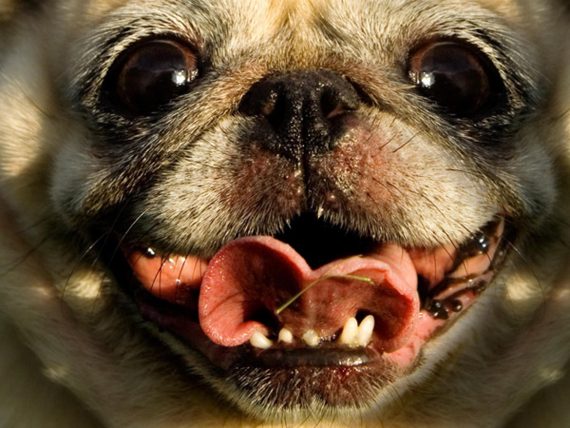 Er riecht aus dem Mund