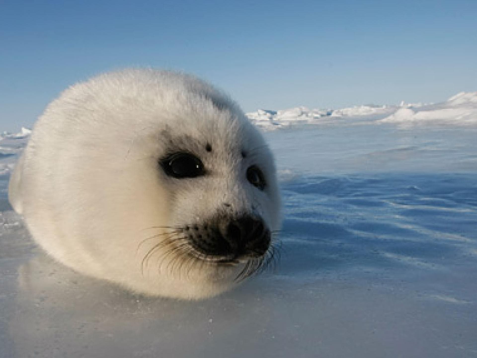 Flauschiges Robben-Baby