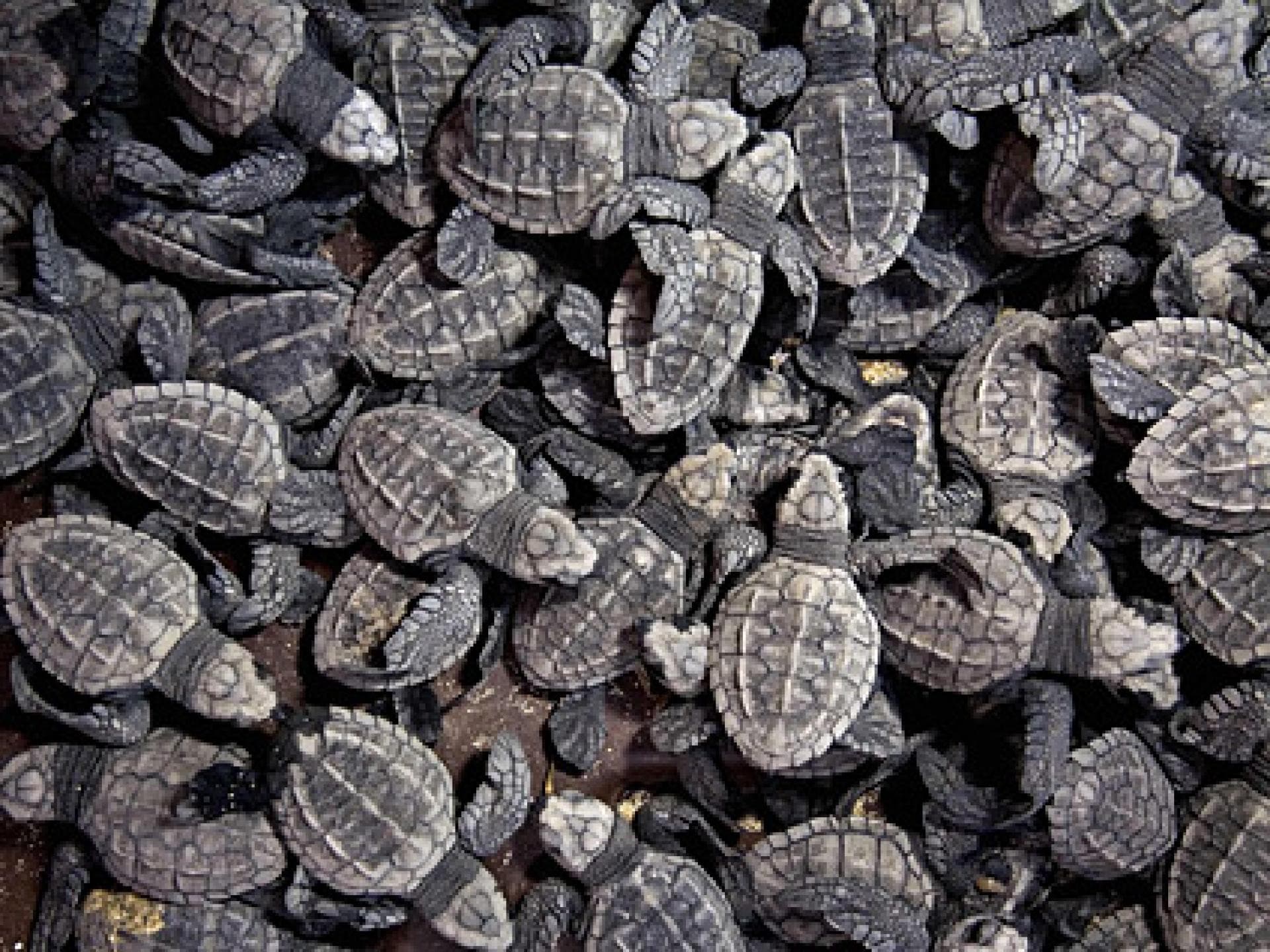 Niedliche Schildkröten-Babys Niedliche Schildkröten-Babys