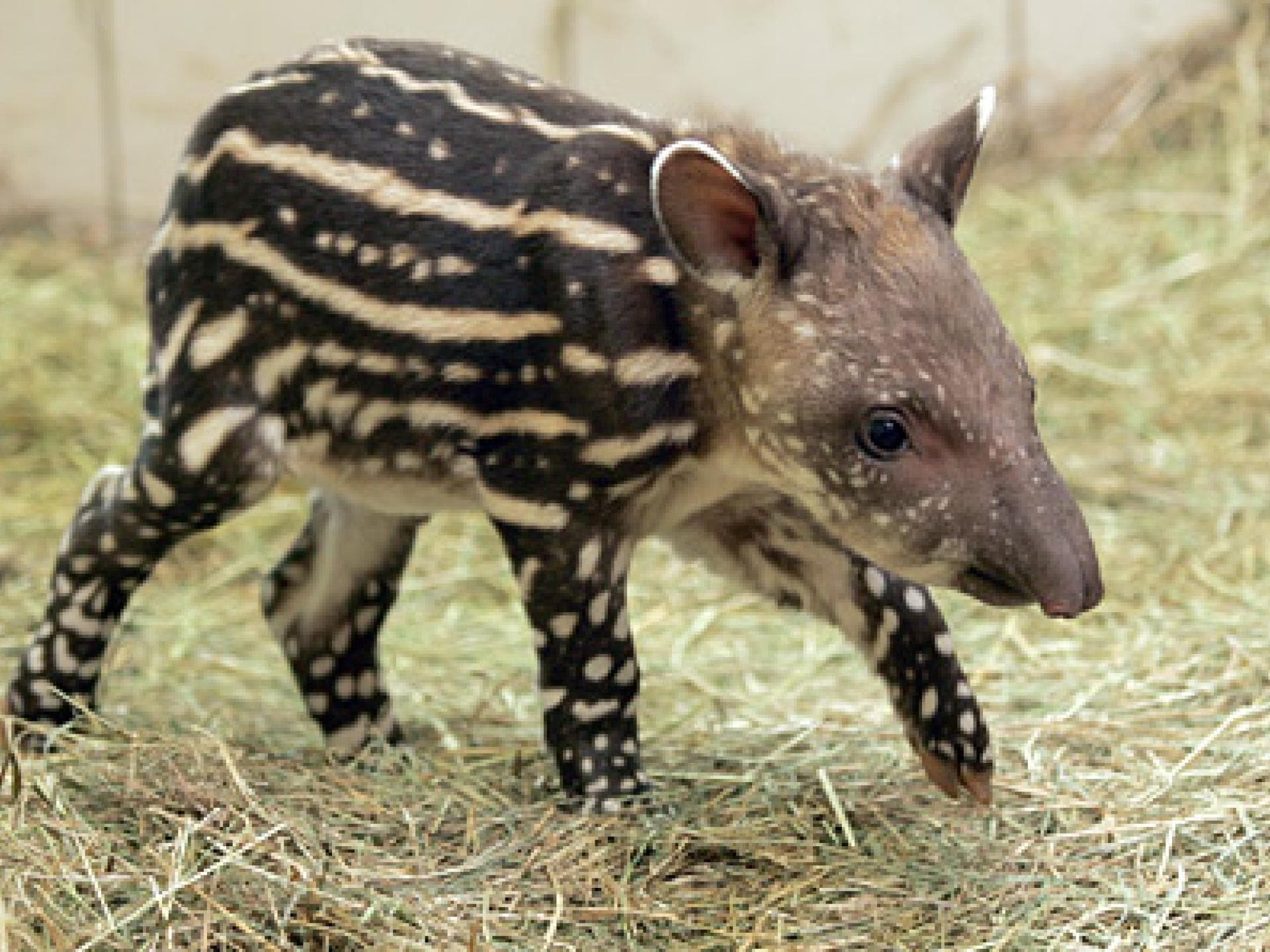 Kleines Tapirbaby
