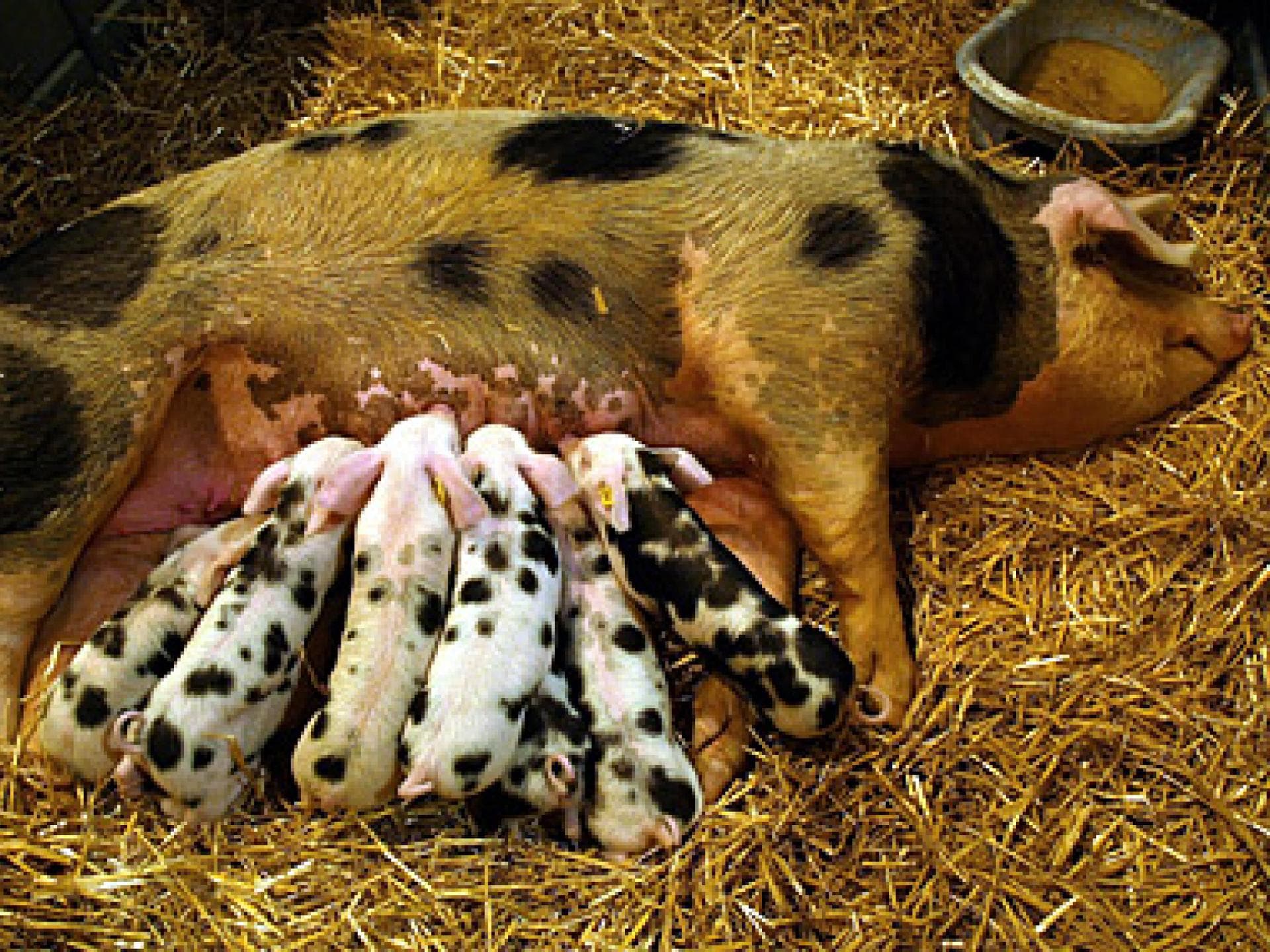 Mama-Schwein mit kleinen Ferkeln