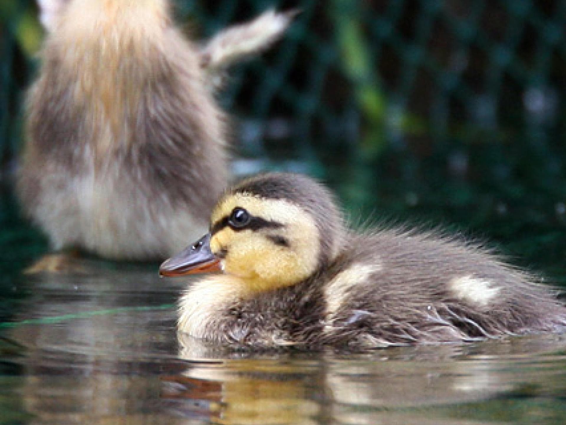Entenküken auf Entdeckungstour