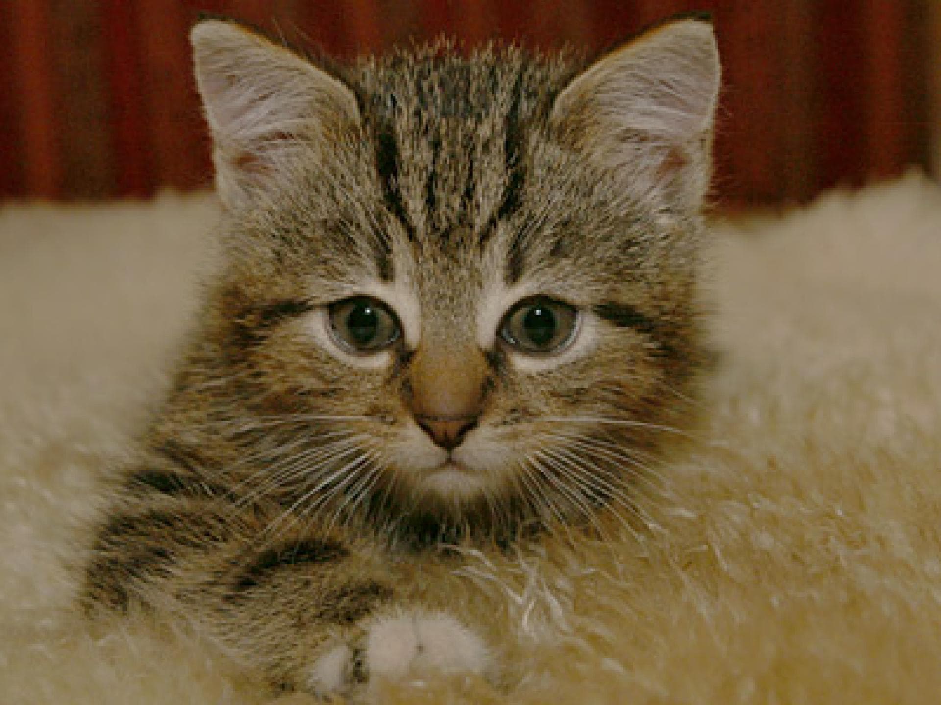 Zuckersüßes Mini-Kätzchen