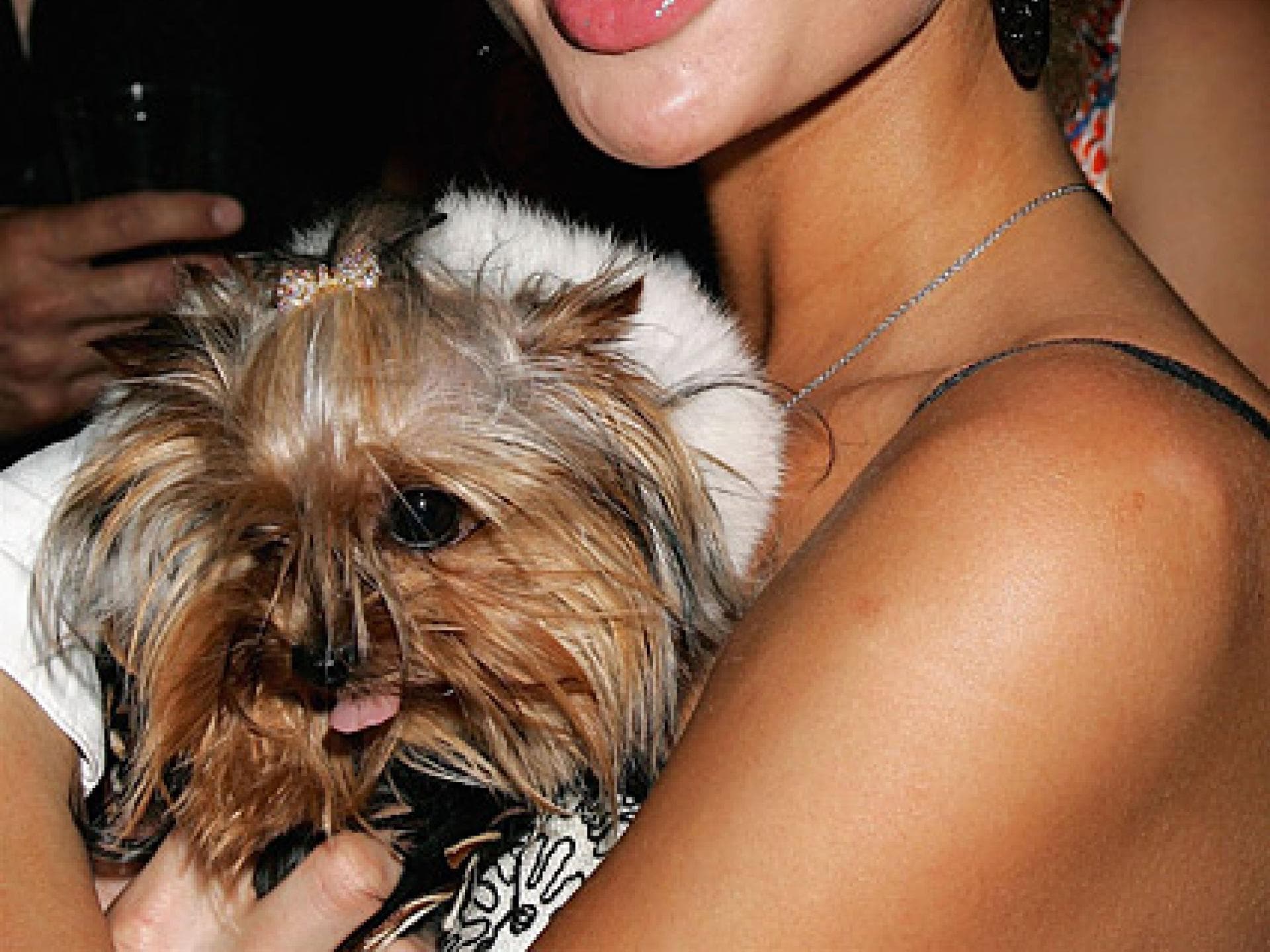 Paris Hilton Luxushotel für Hunde?