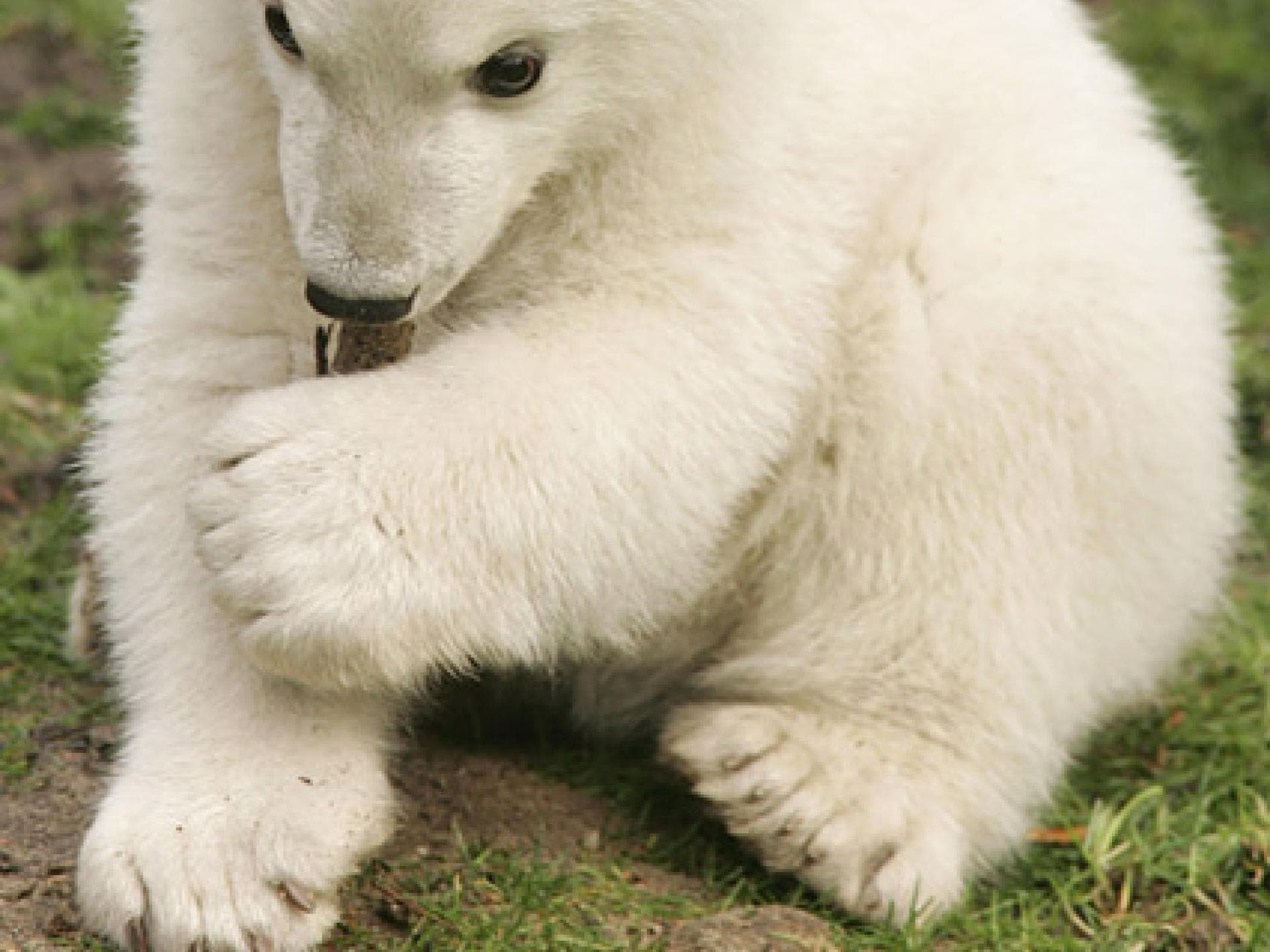 Eisbär-Baby Knut aus Berlin