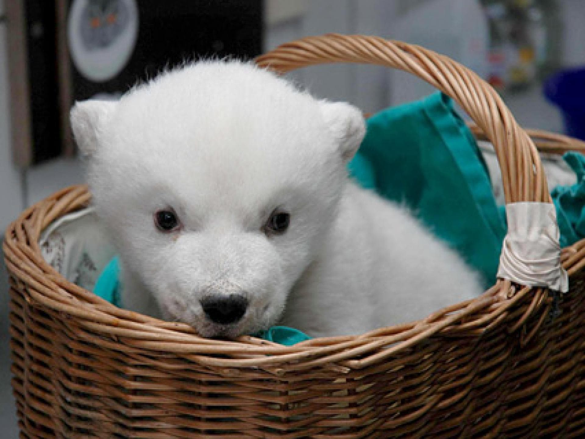 Süßer Eisbär Wilbear