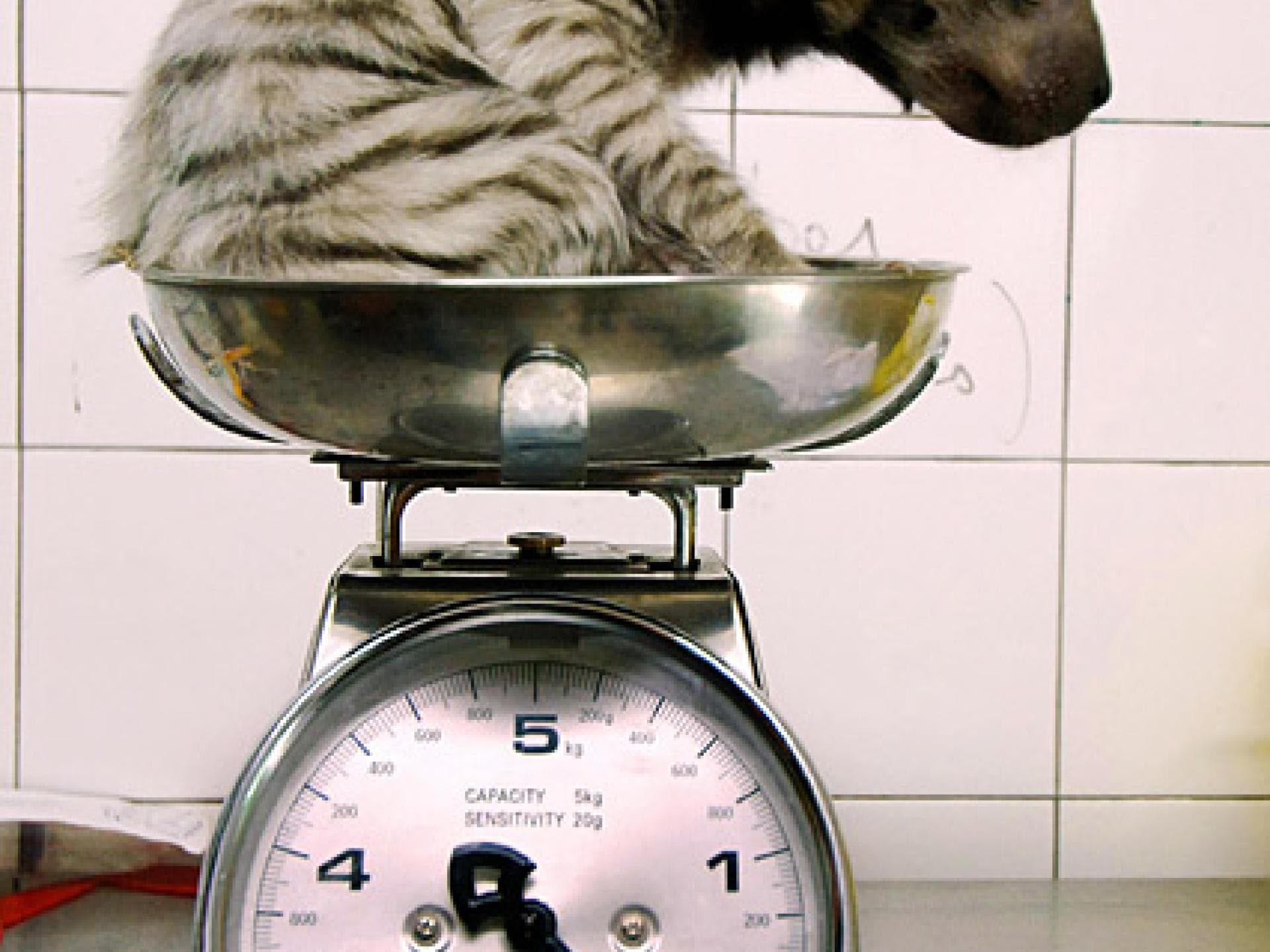 Schnuckelige Baby-Hyäne