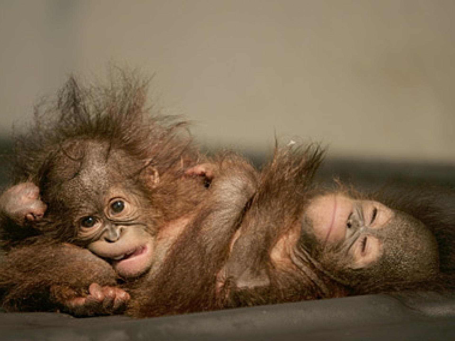 Mini Schimpansen beim Relaxen