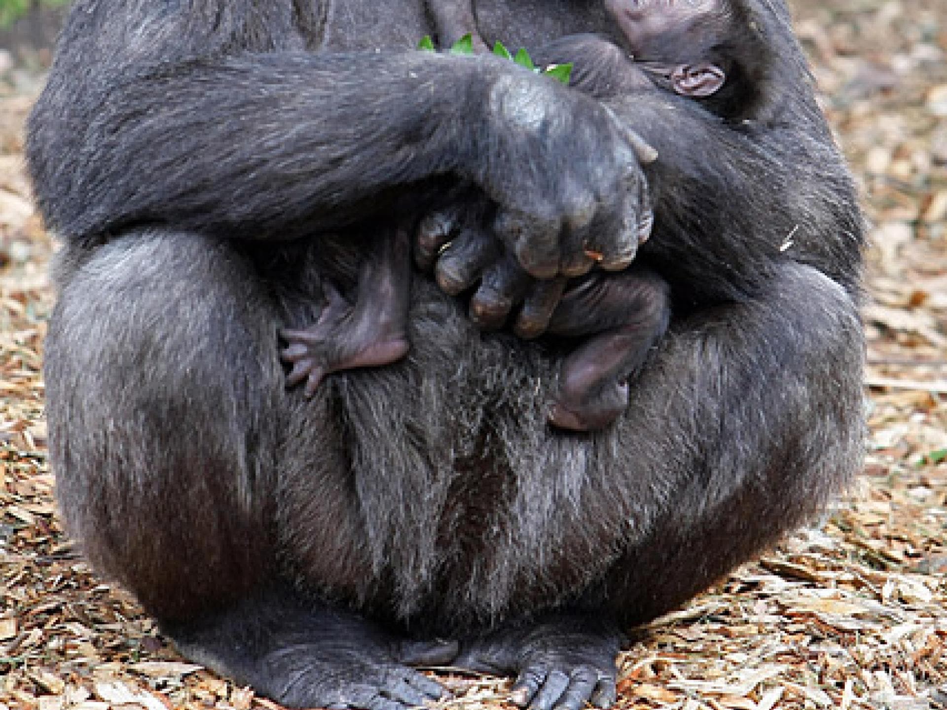 Gorilla-Mama mit Baby