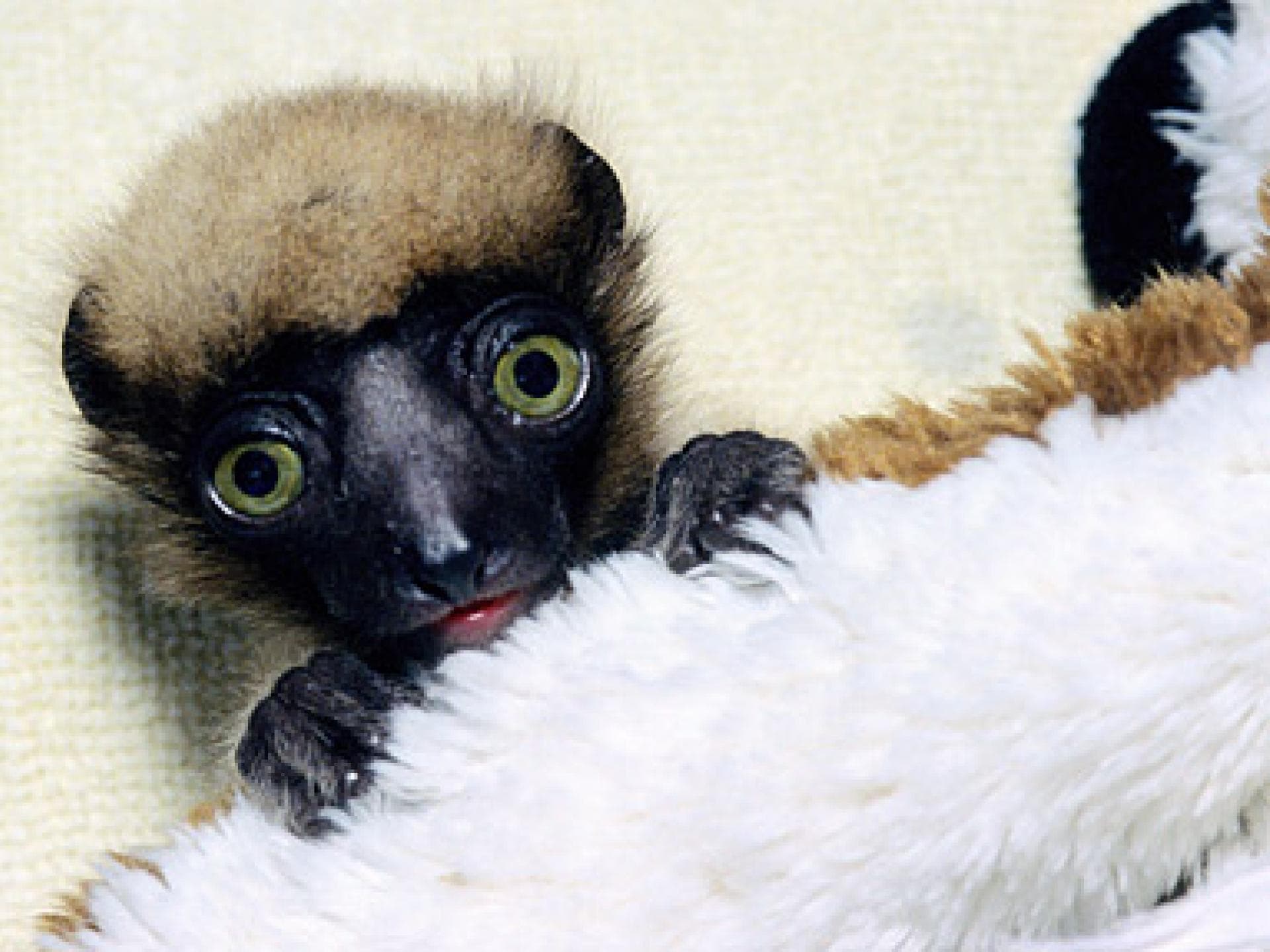 Kleiner Baby-Lemur