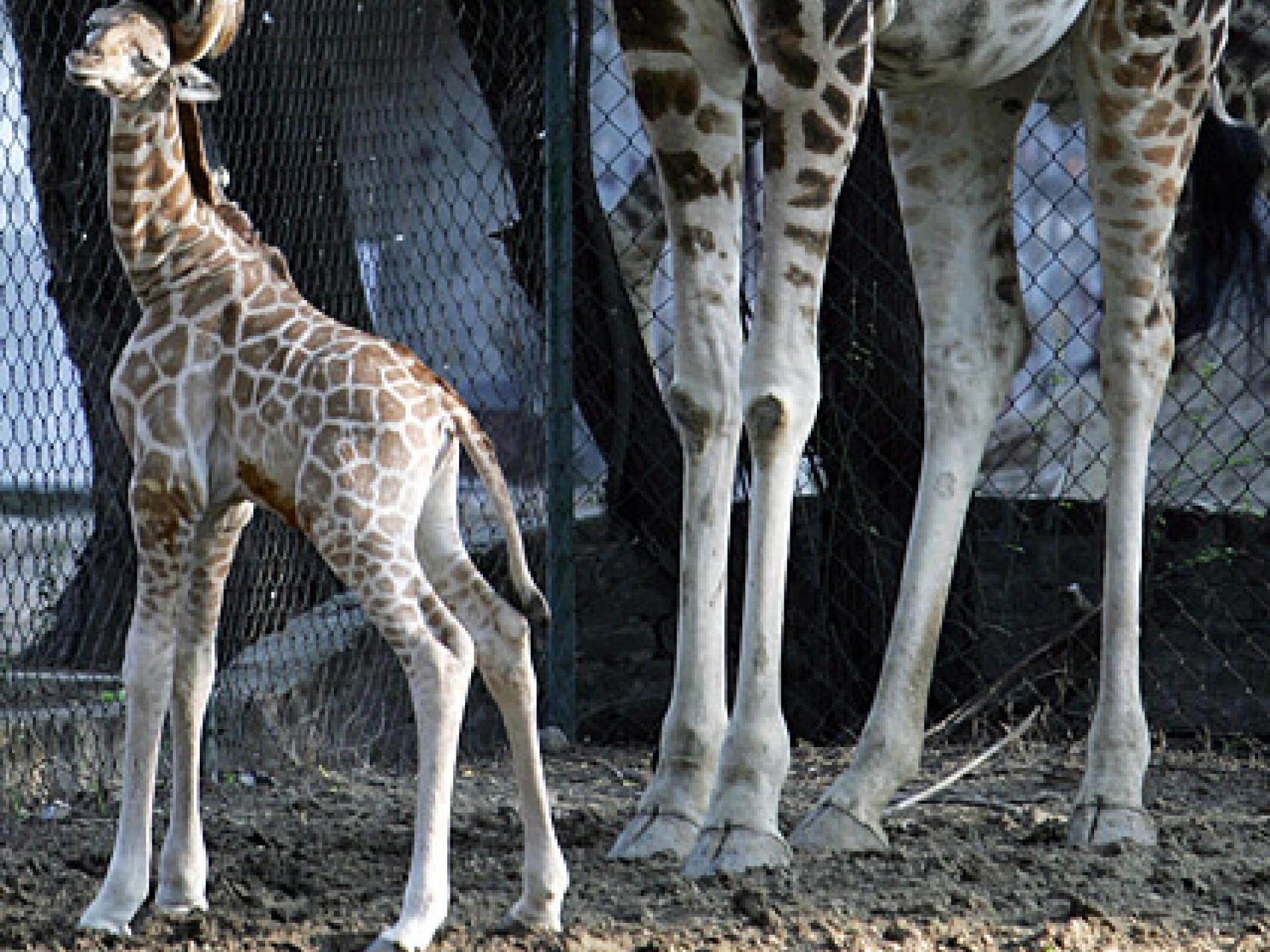 Giraffen-Mama mit Kind