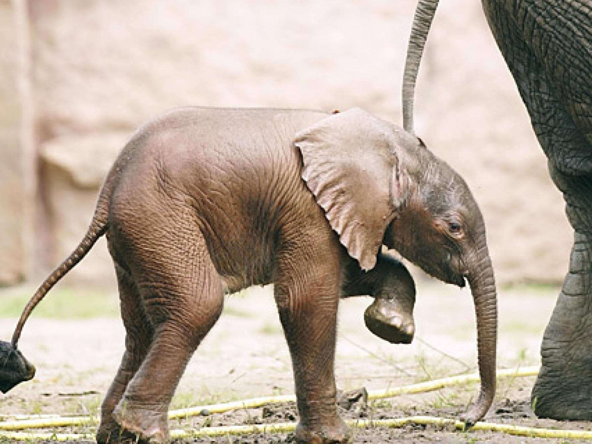 Kleiner Baby-Elefant