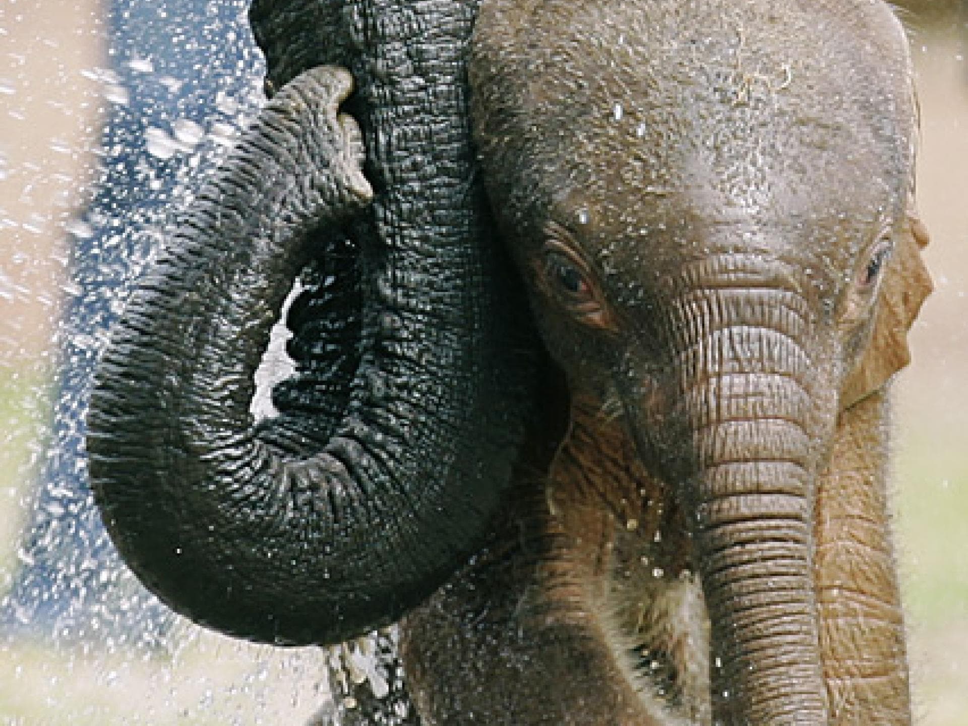 Elefanten-Junges im Wasser