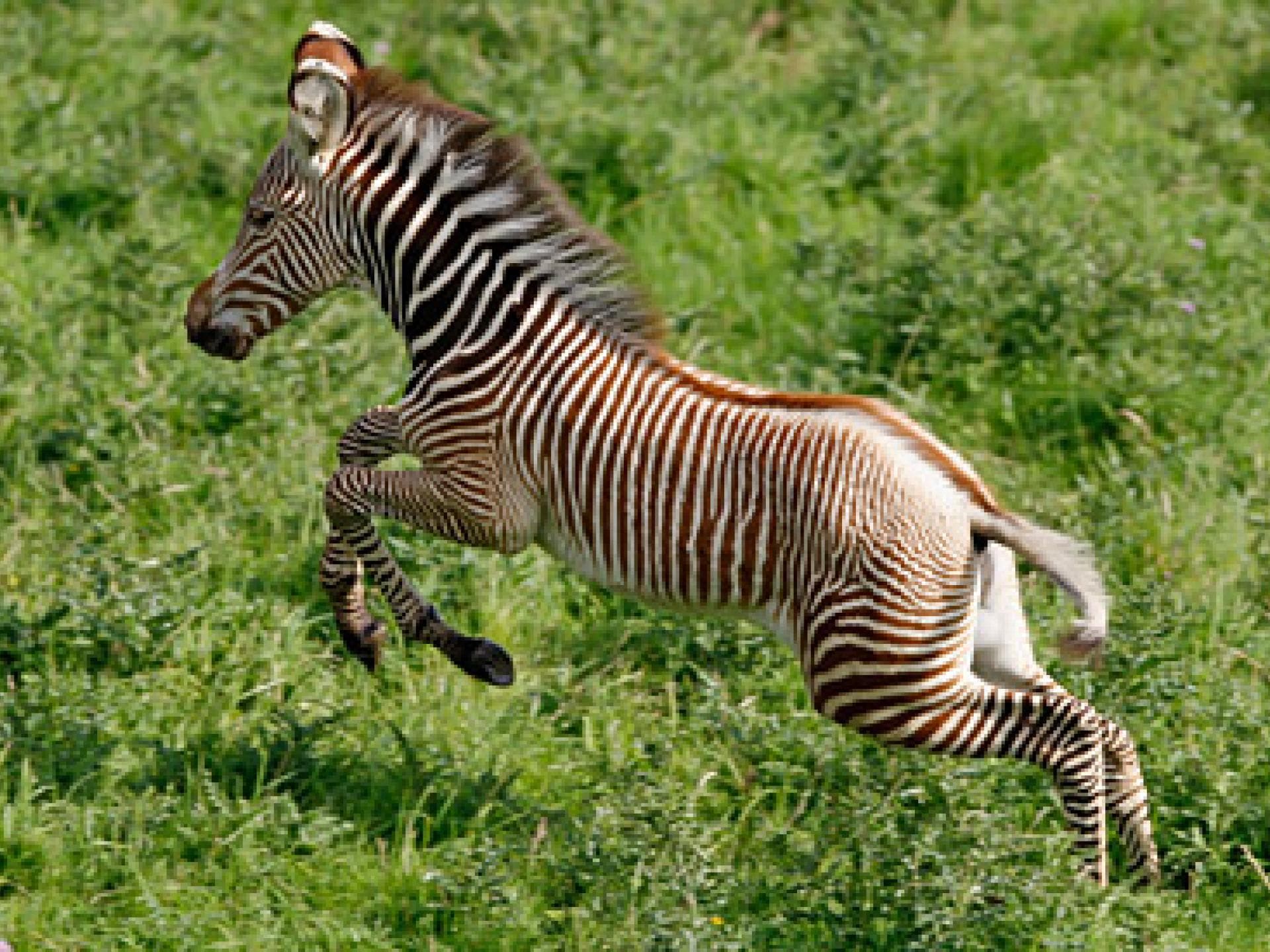 Junges Zebra-Kind