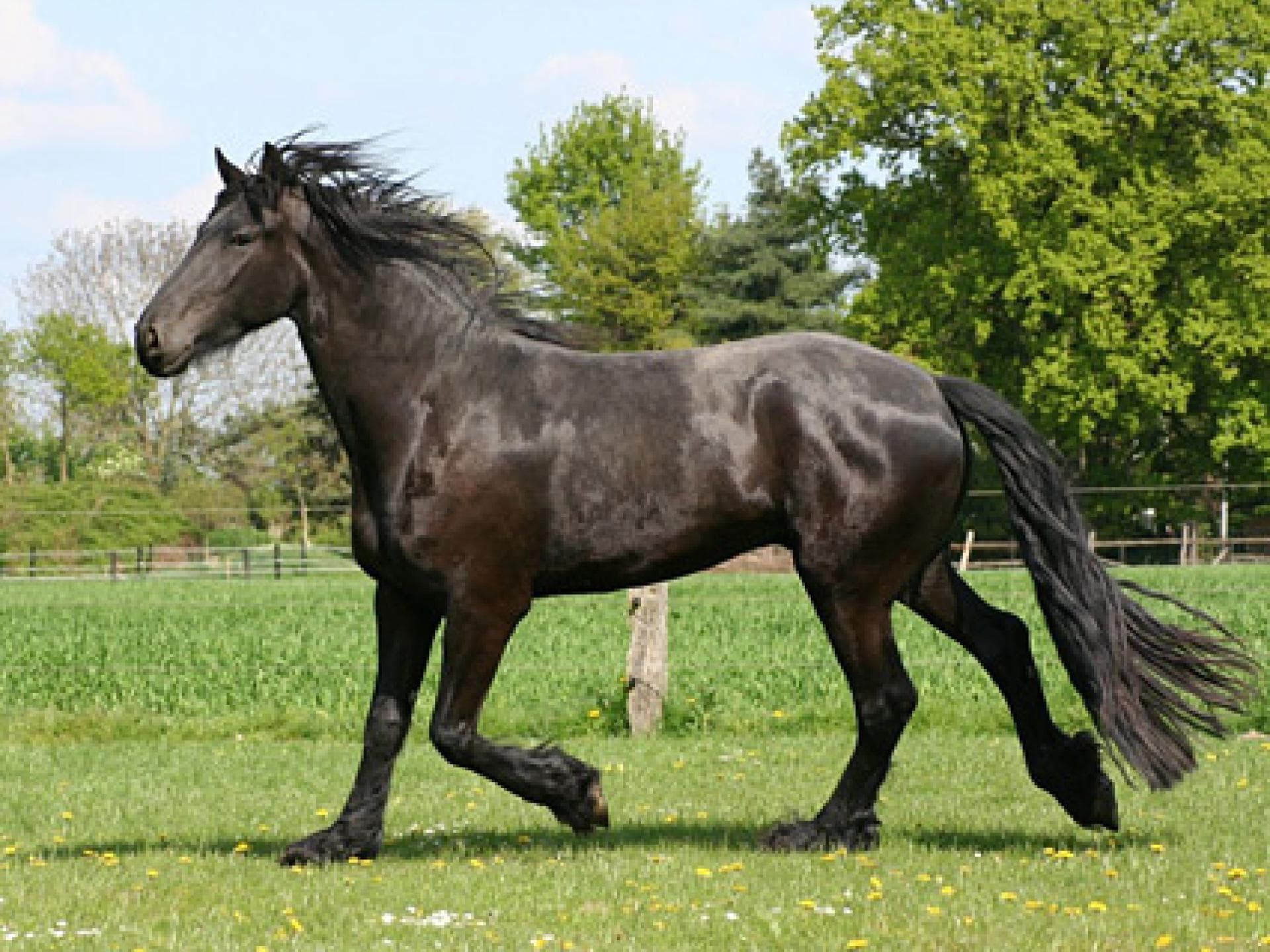 Barockpferderasse Friese Barockpferderasse Friese