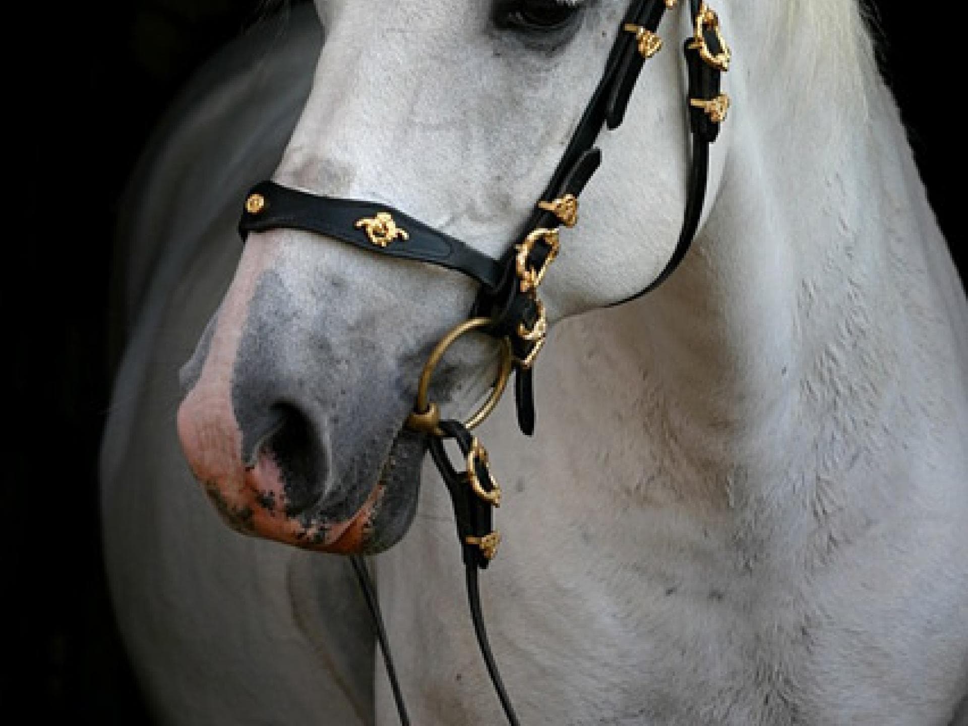 Königliche Pferderasse: Lipizzaner Königliche Pferderasse: Lipizzaner