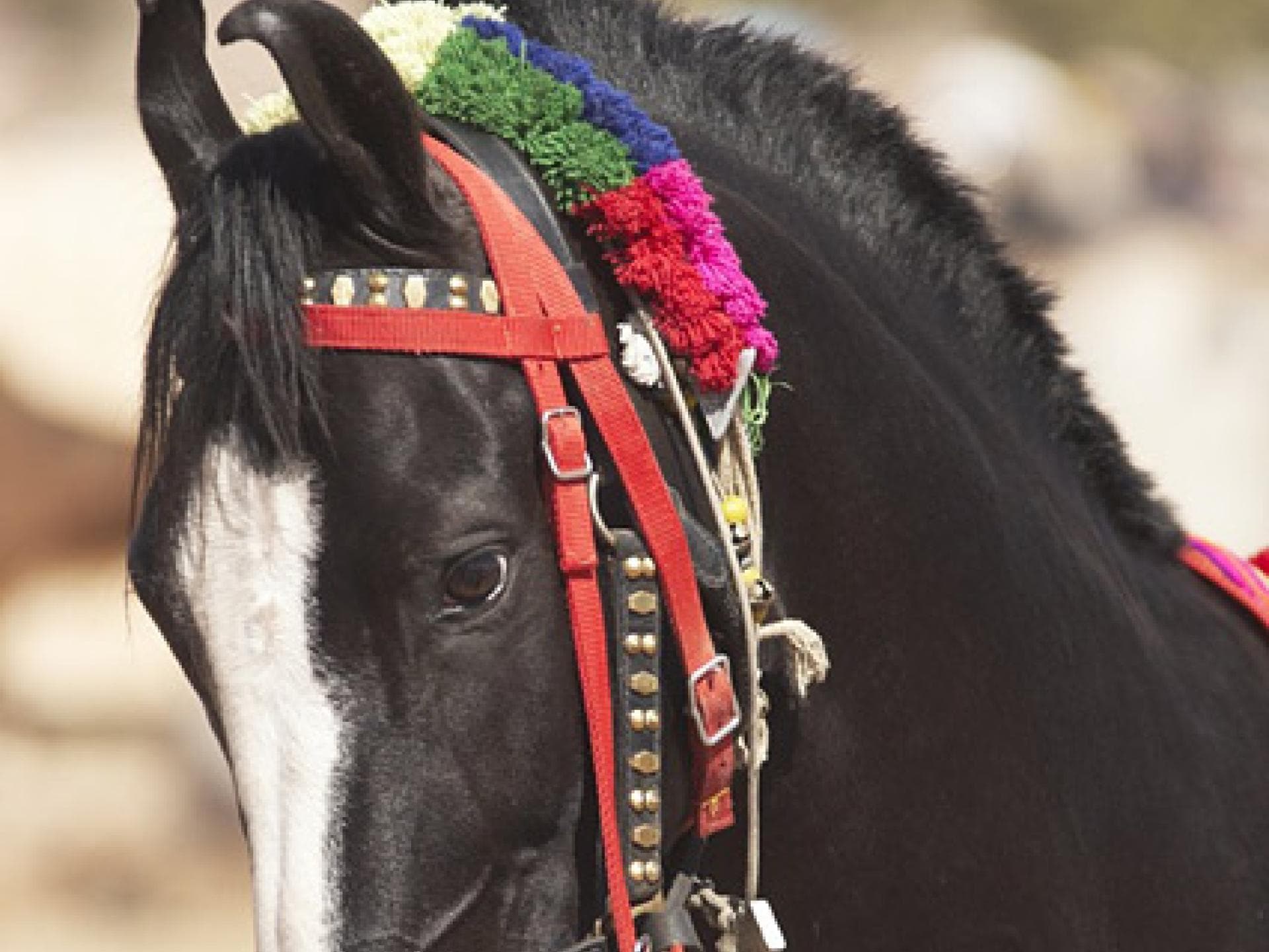 Indische Pferderasse: Marwari Indische Pferderasse: Marwari