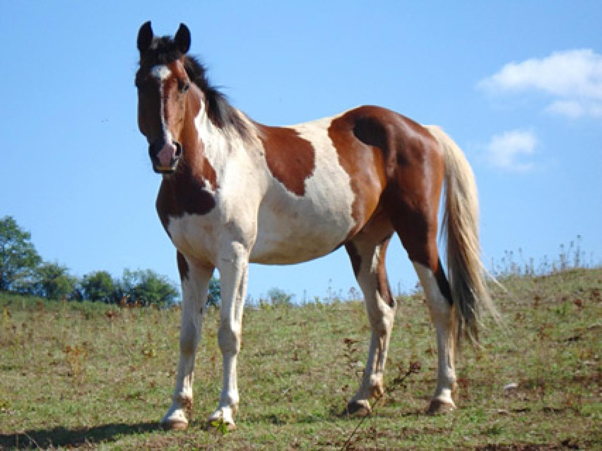 Gescheckte Pferde: Paint Horse