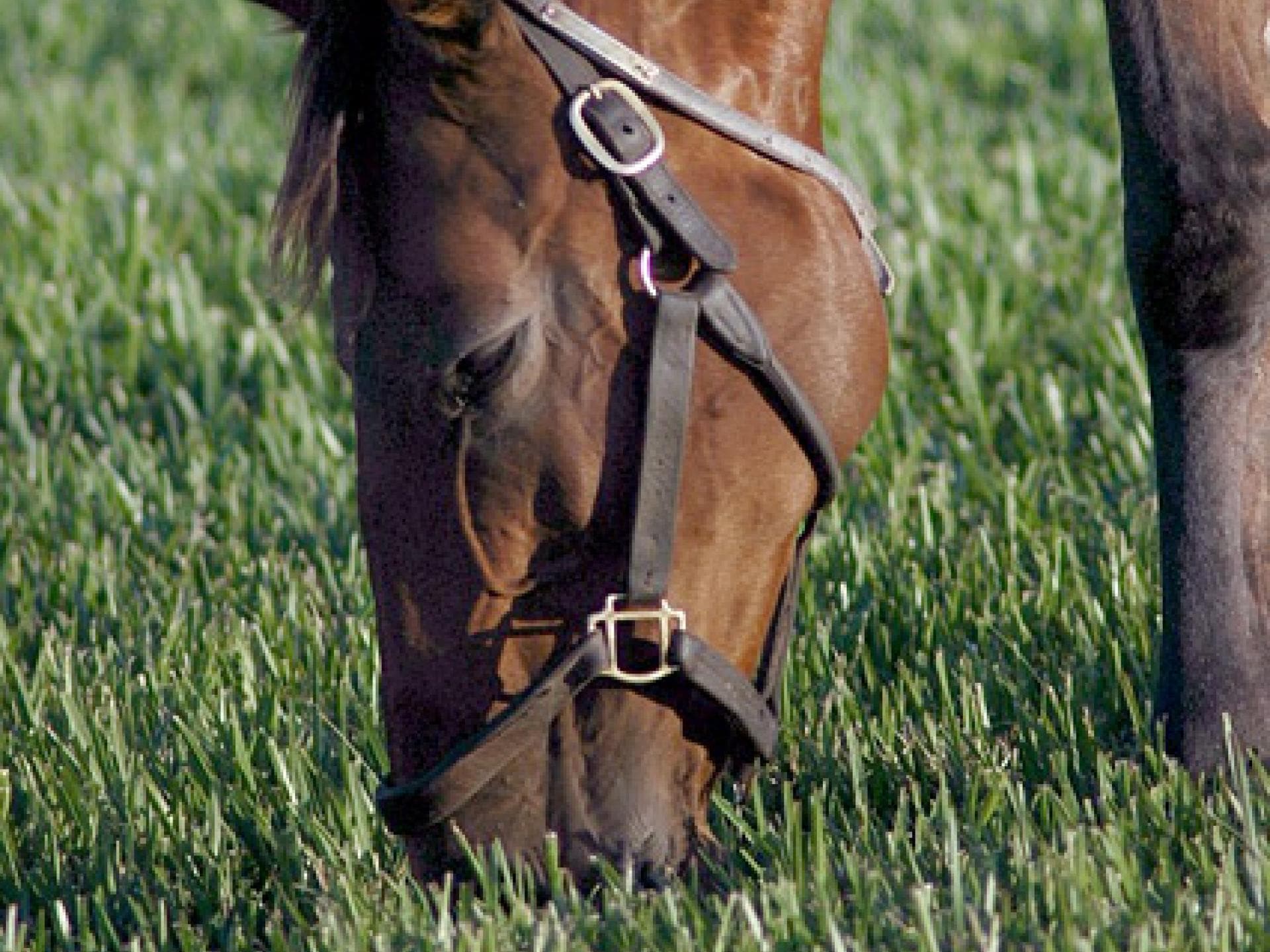 Gangpferderasse Paso Fino