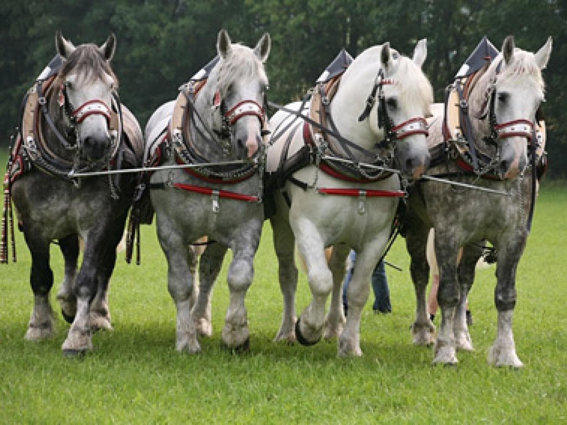 Kaltblutpferderasse Percheron