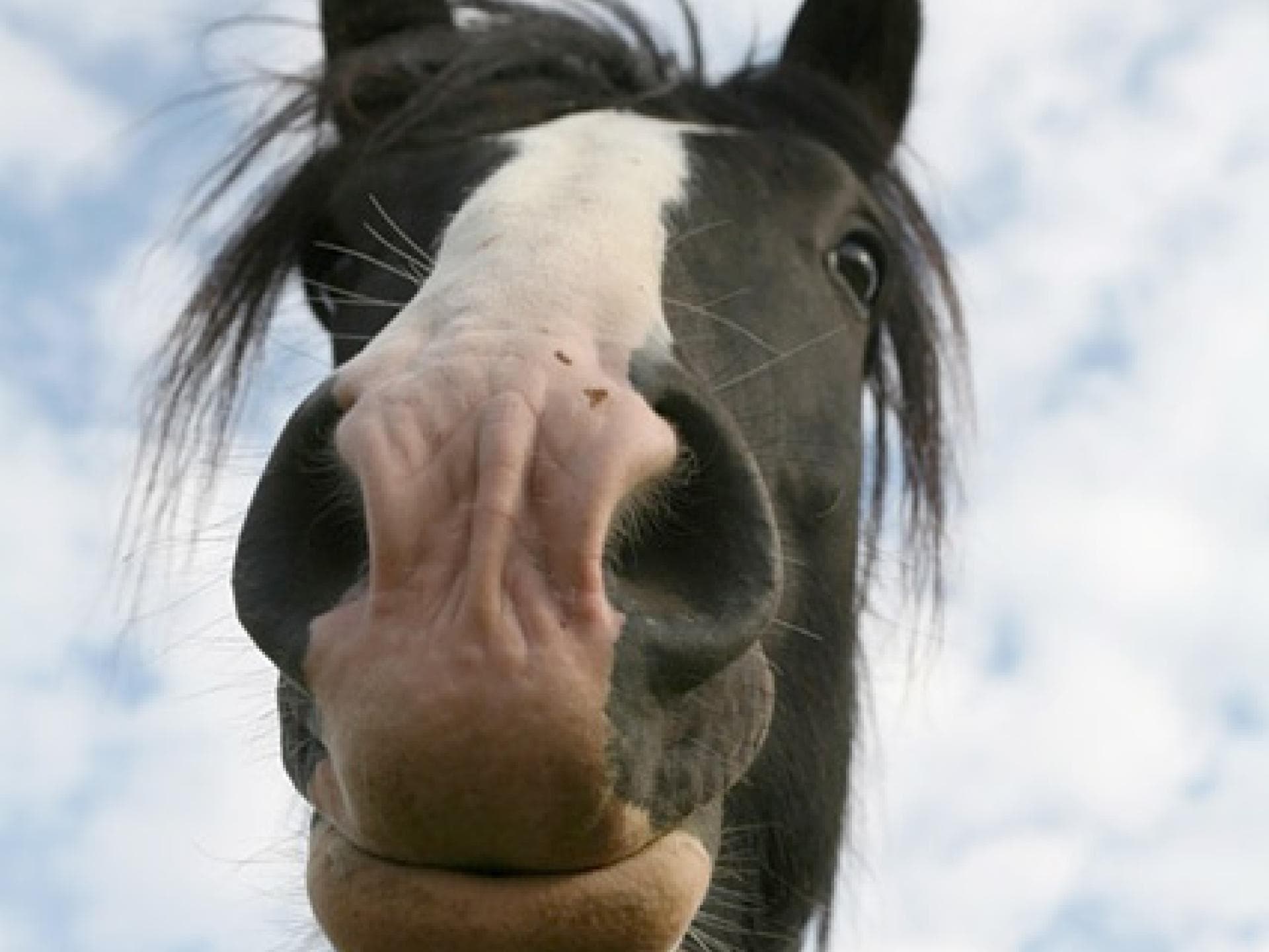 Shire Horse - die größte Pferderasse der Welt